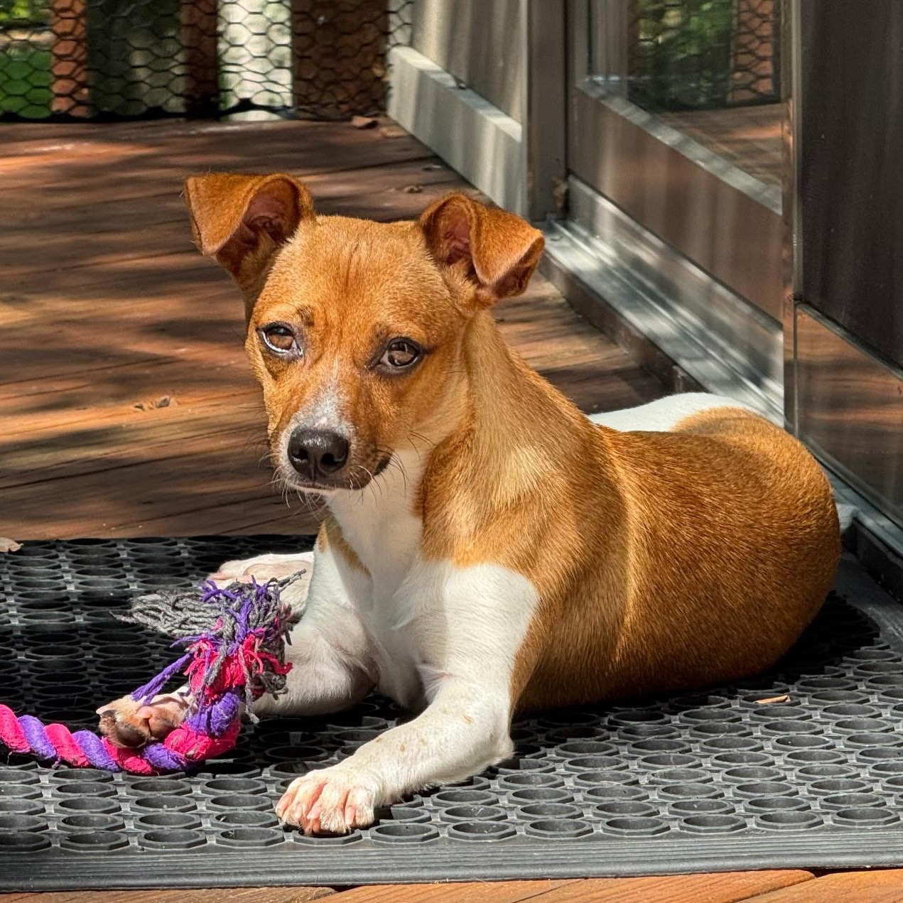 Enlarge Fawn, a Adoptable mixed breed in Paramus, NJ image 5/6