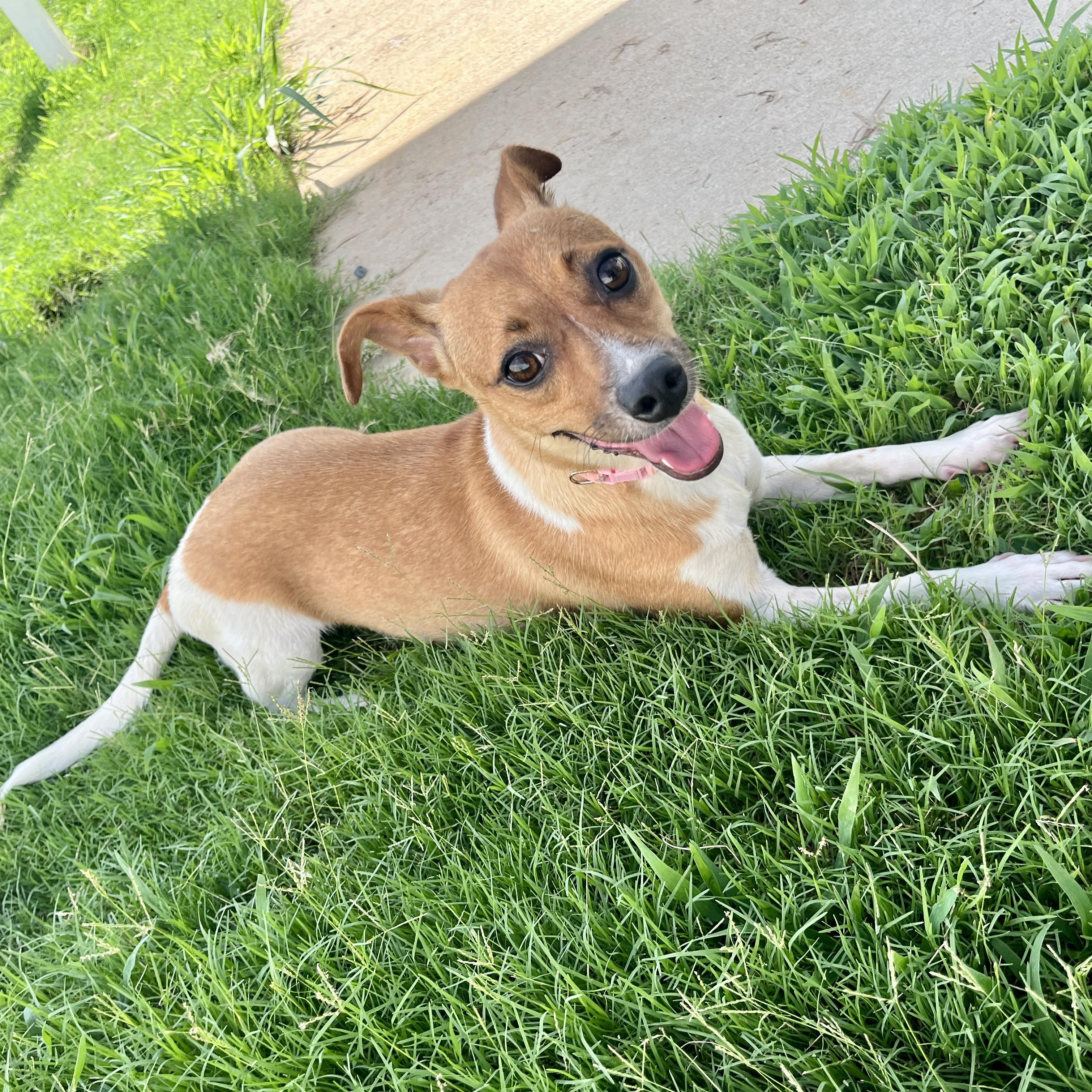 Fawn, a Adoptable mixed breed in Paramus, NJ image 2/3