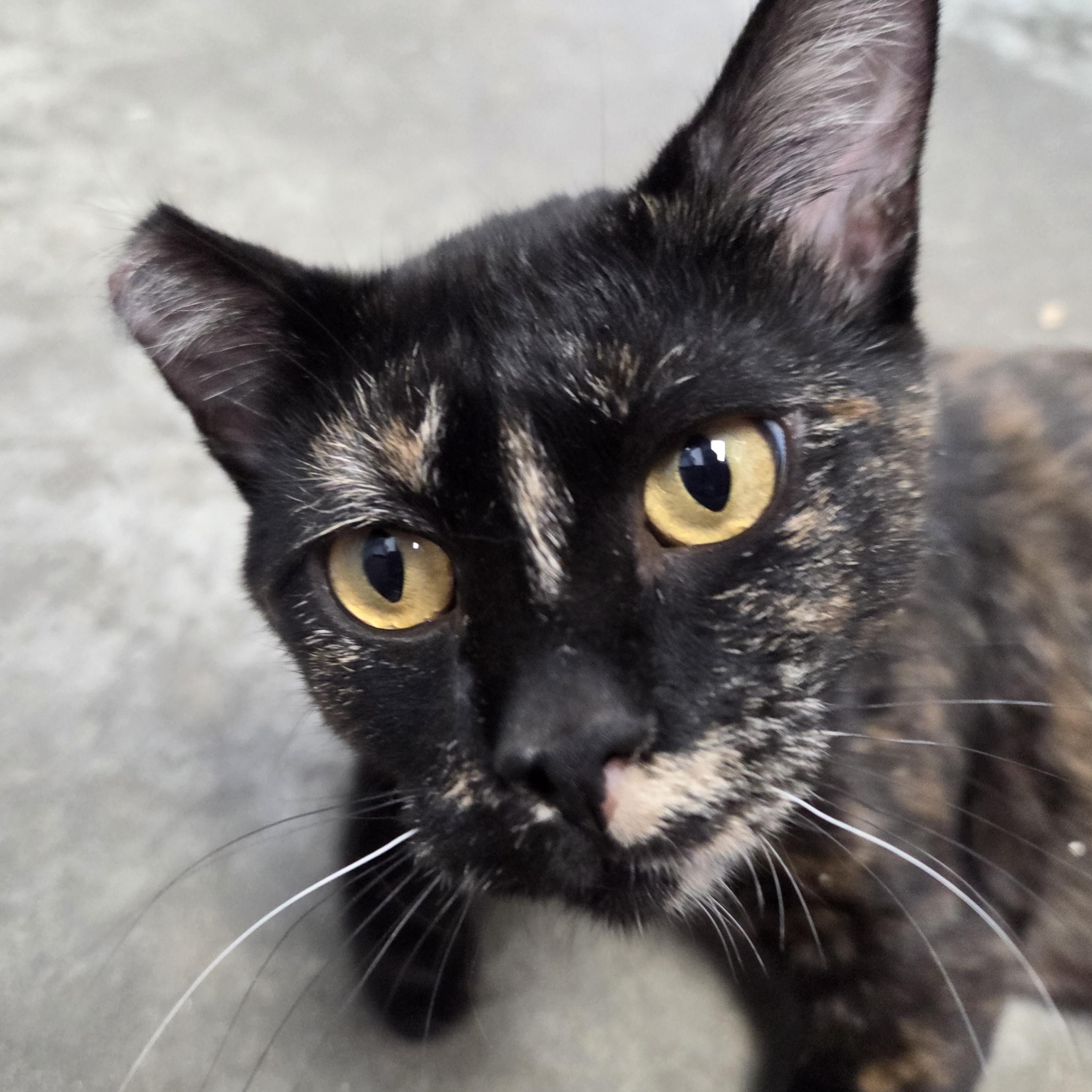 Maggie, Adoptable, Adult Female Domestic Short Hair.