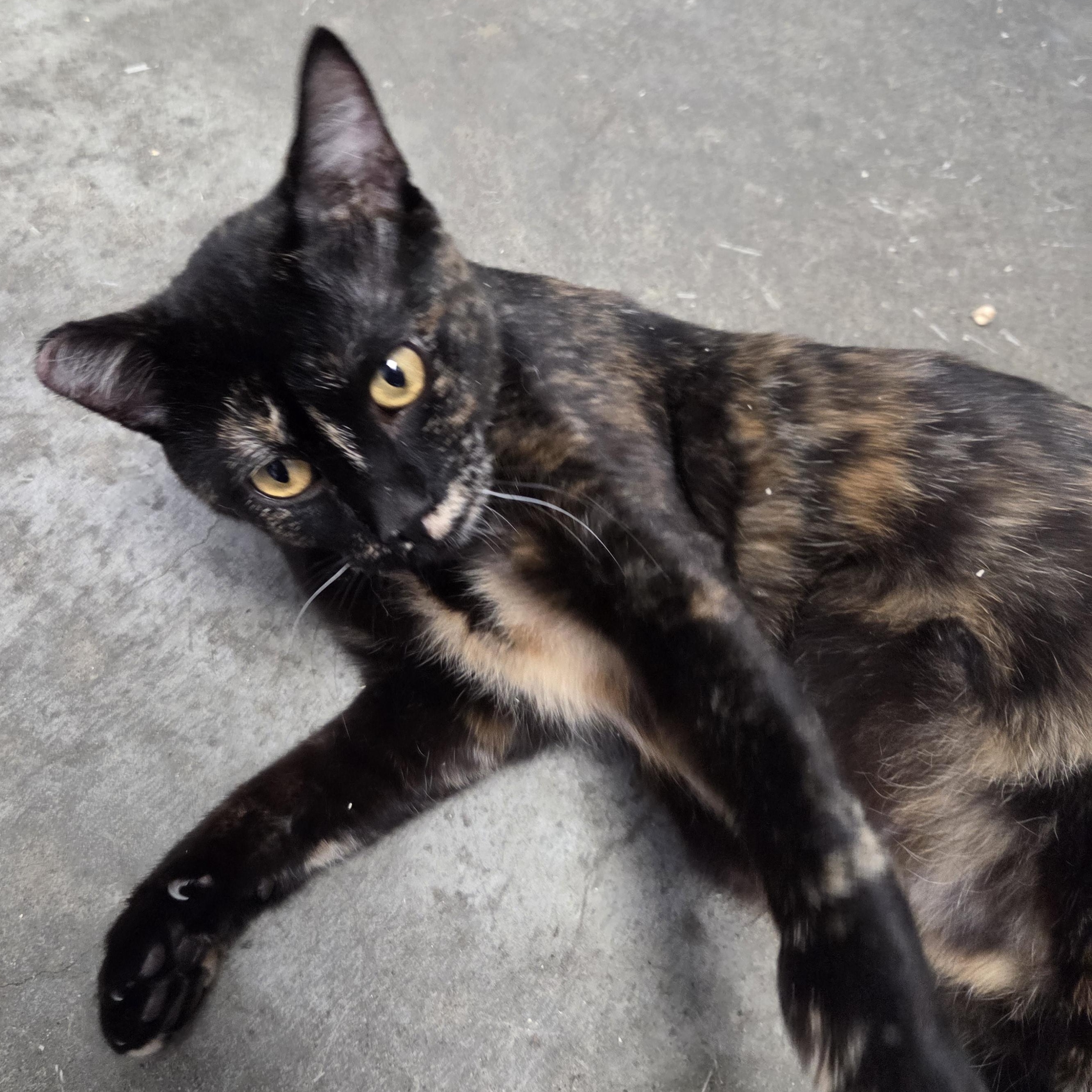 Maggie, a Adoptable Domestic Short Hair in Brooks, AB image 3/3