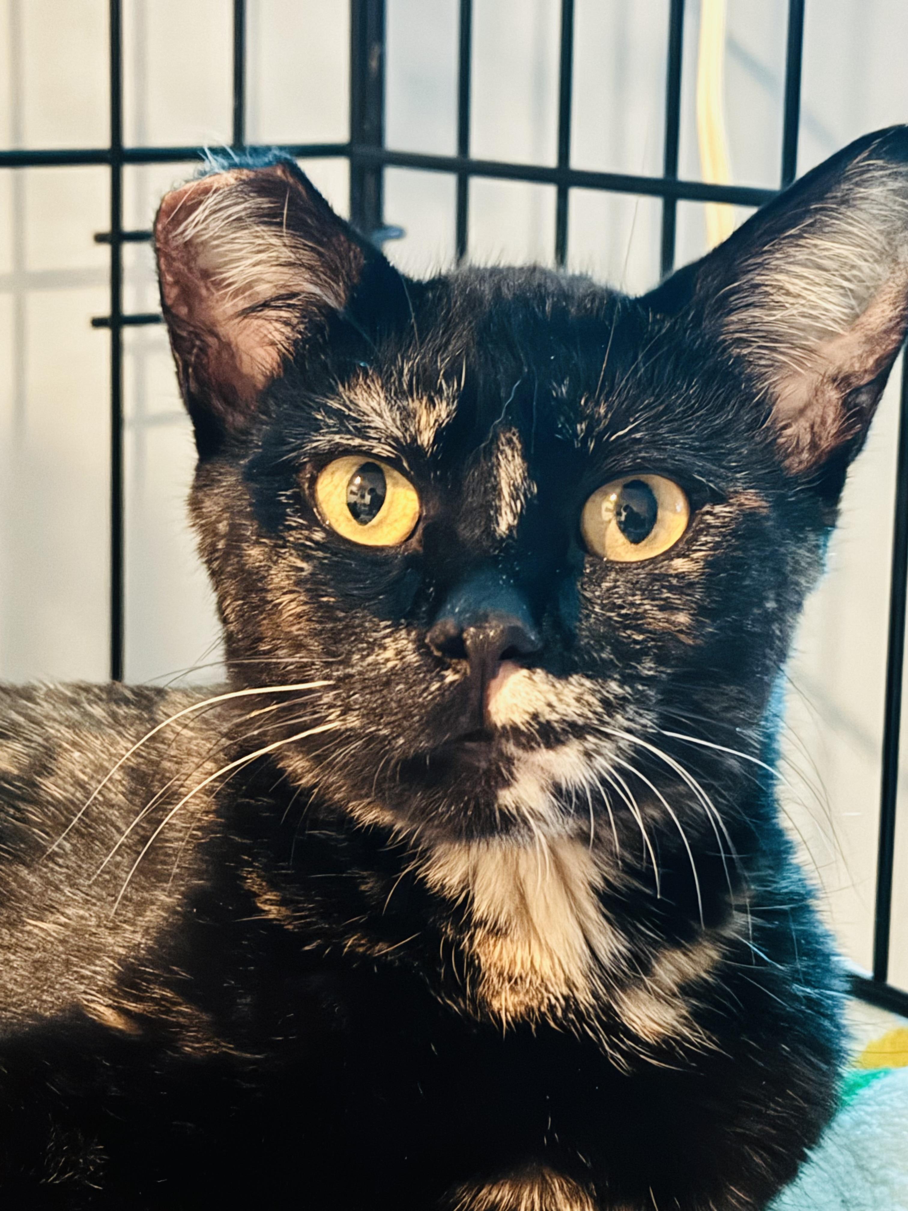 Maggie, a Adoptable Domestic Short Hair in Brooks, AB image 2/3