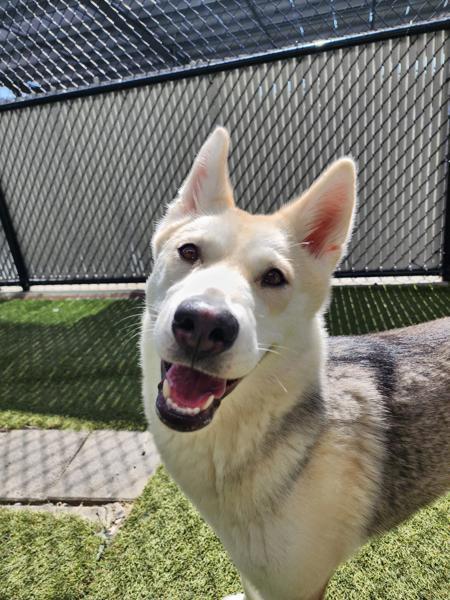 Elita, Adoptable, Adult Female Siberian Husky.