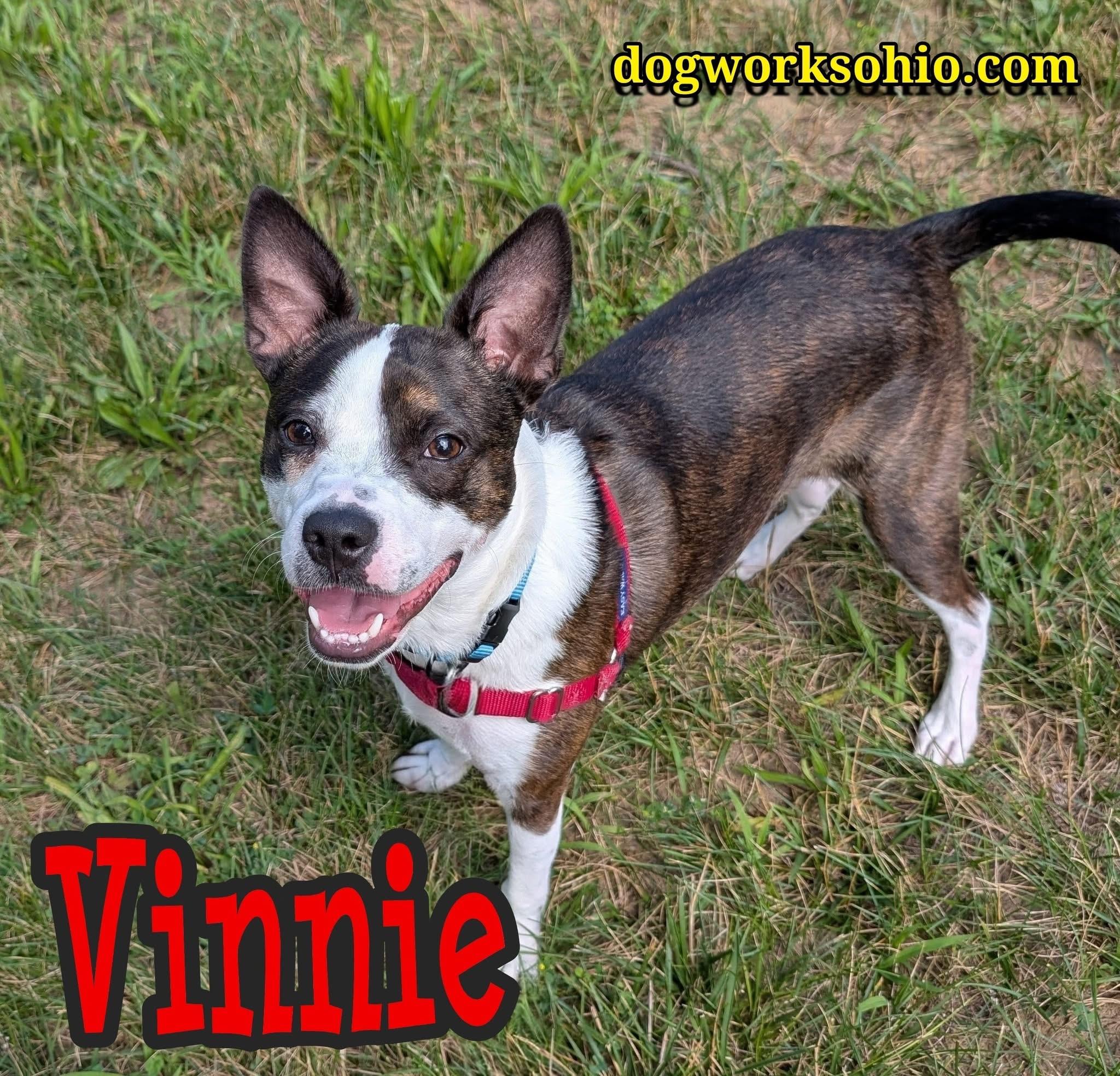 Vinnie
