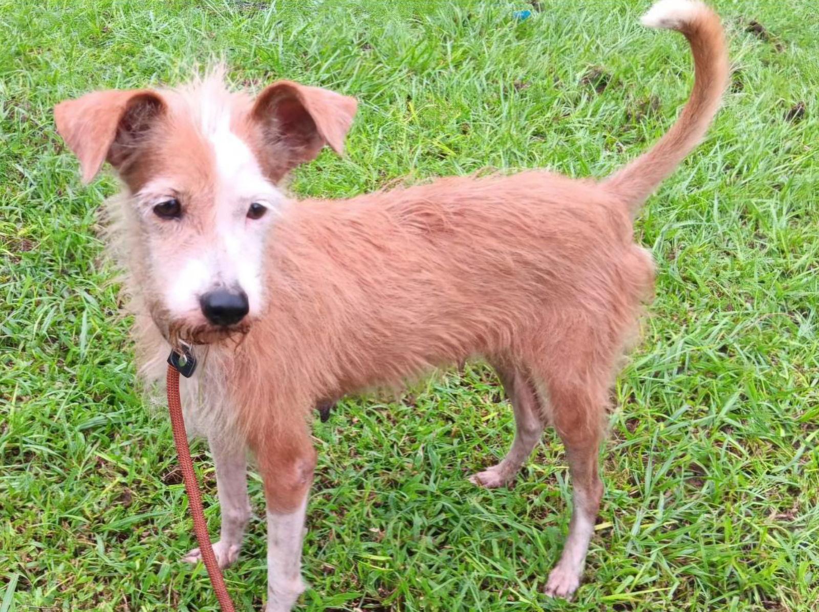 Ceiba, Adoptable, Adult Female Terrier & Chihuahua.