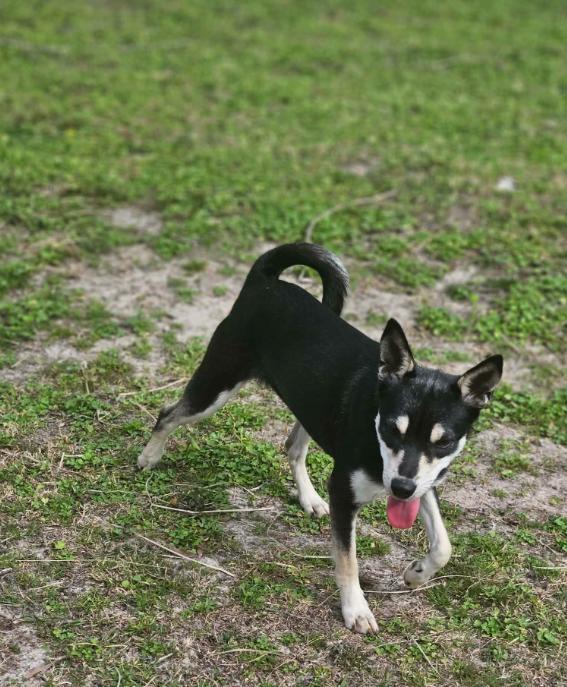 Sheba in LA, Adoptable, Young Female Rat Terrier.