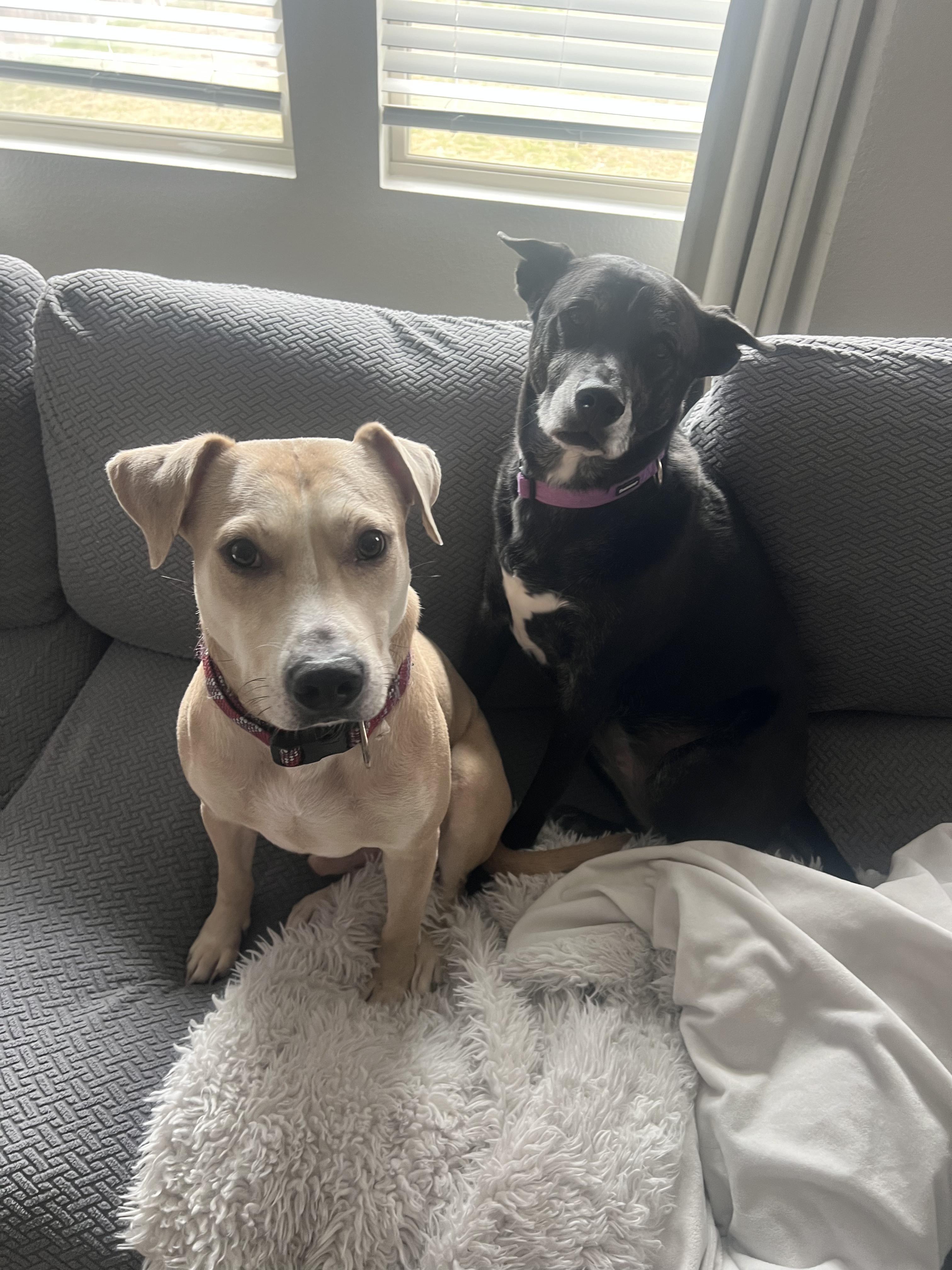 Logan, a Adoptable mixed breed in Austin, TX image 6/6