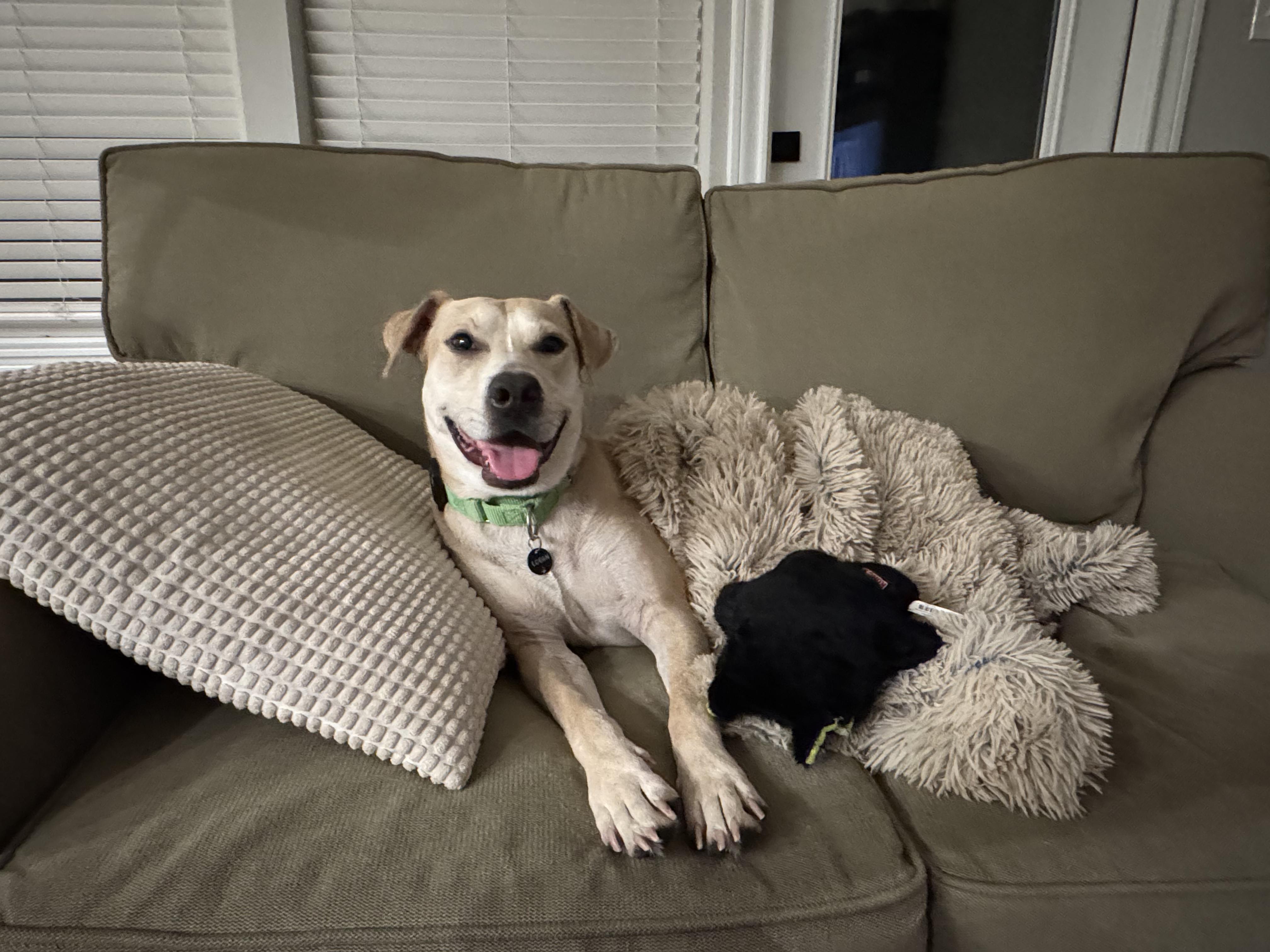 Logan, a Adoptable mixed breed in Austin, TX image 1/6