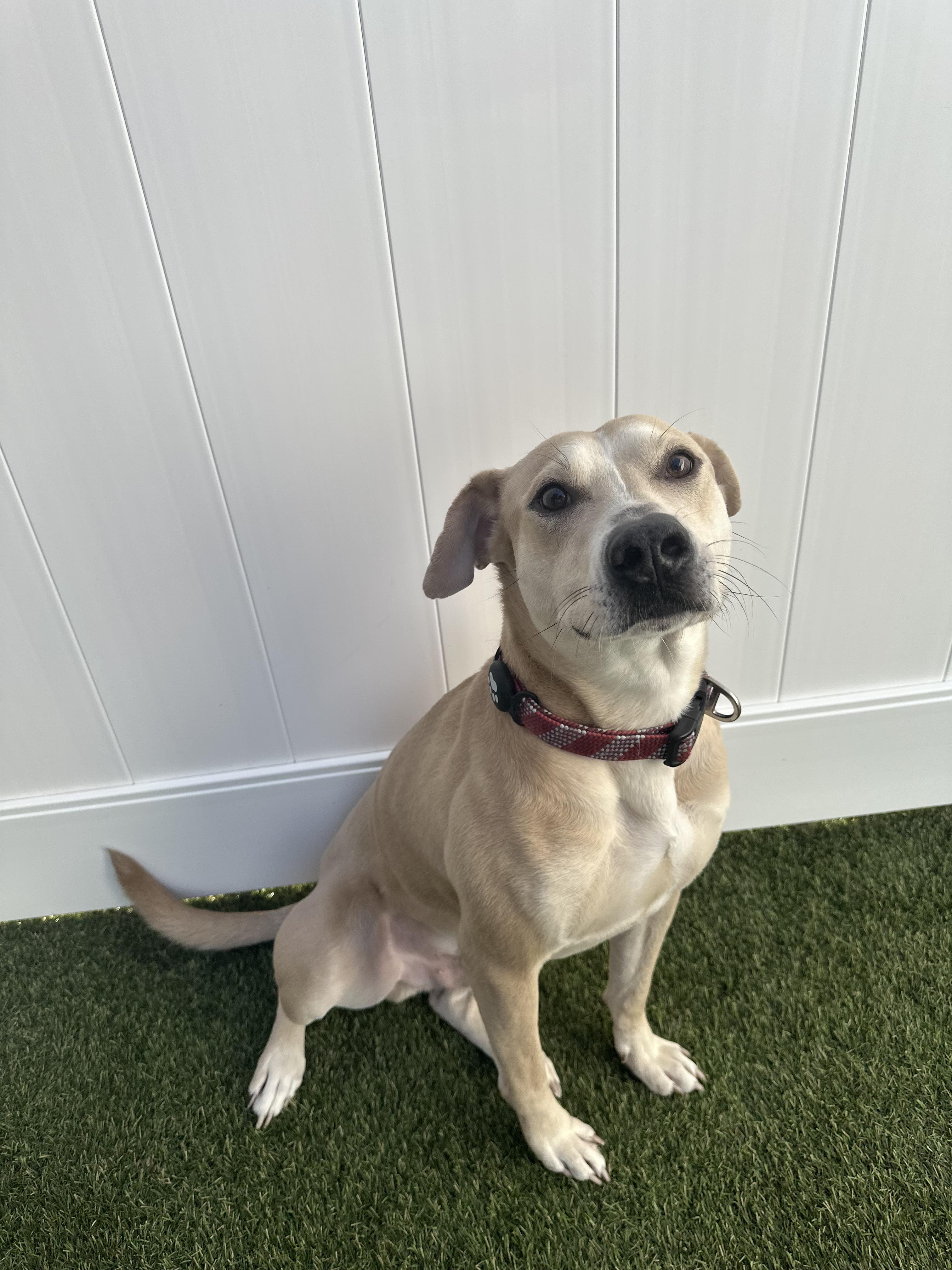 Logan, a Adoptable mixed breed in Austin, TX image 2/6