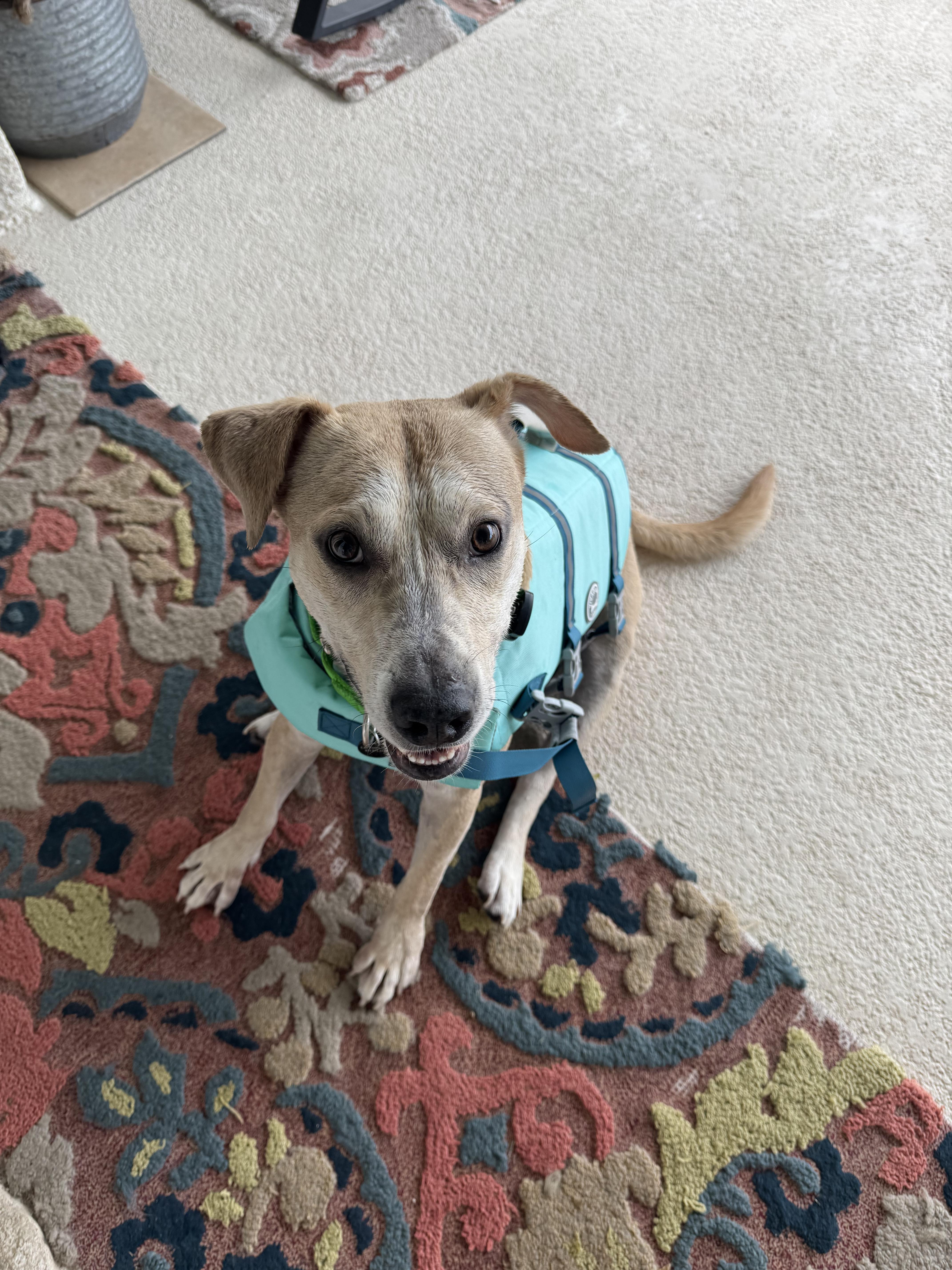 Logan, a Adoptable mixed breed in Austin, TX image 3/6