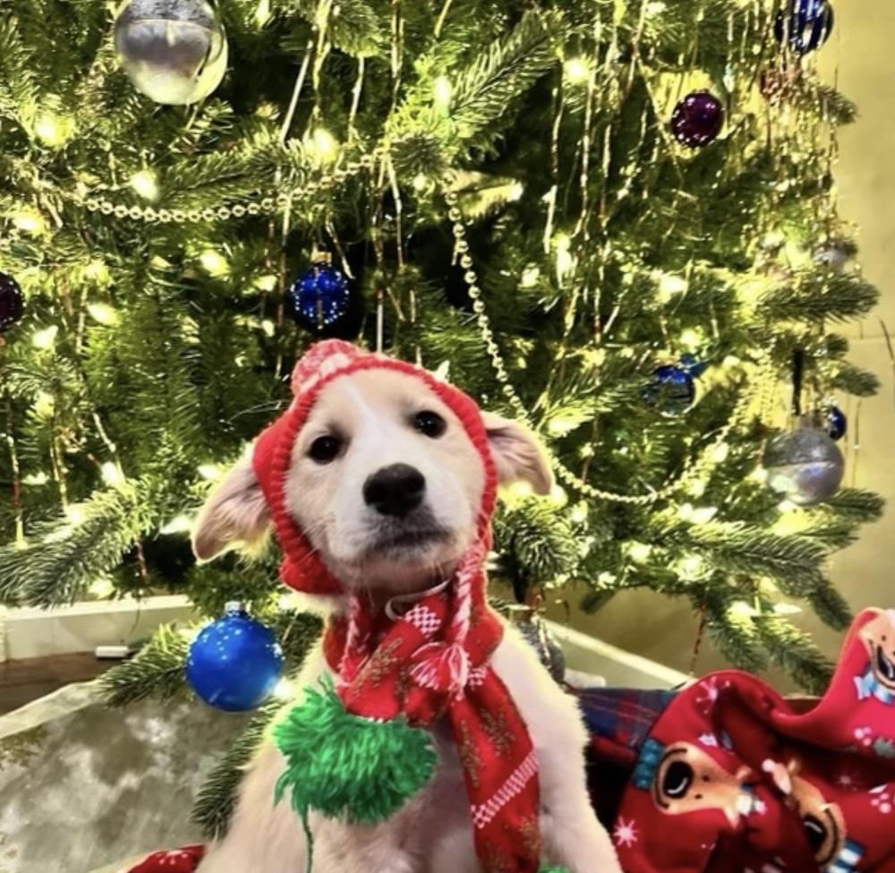 Puma, Adopted, Puppy Male Labrador Retriever.