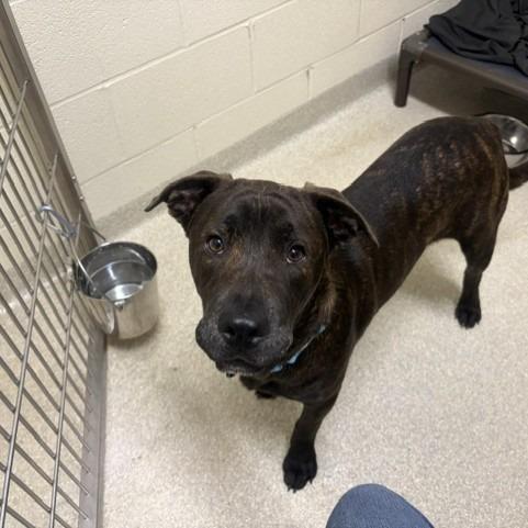 Enlarge Bill, a Adoptable mixed breed in Novelty, OH image 1/1