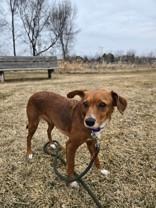 Enlarge Chicory, a ADOPTABLE mixed breed in Woodstock, IL image 3/3