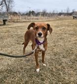Enlarge Chicory, a ADOPTABLE mixed breed in Woodstock, IL image 1/3