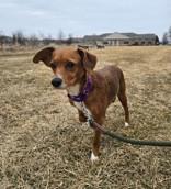 Enlarge Chicory, a ADOPTABLE mixed breed in Woodstock, IL image 2/3