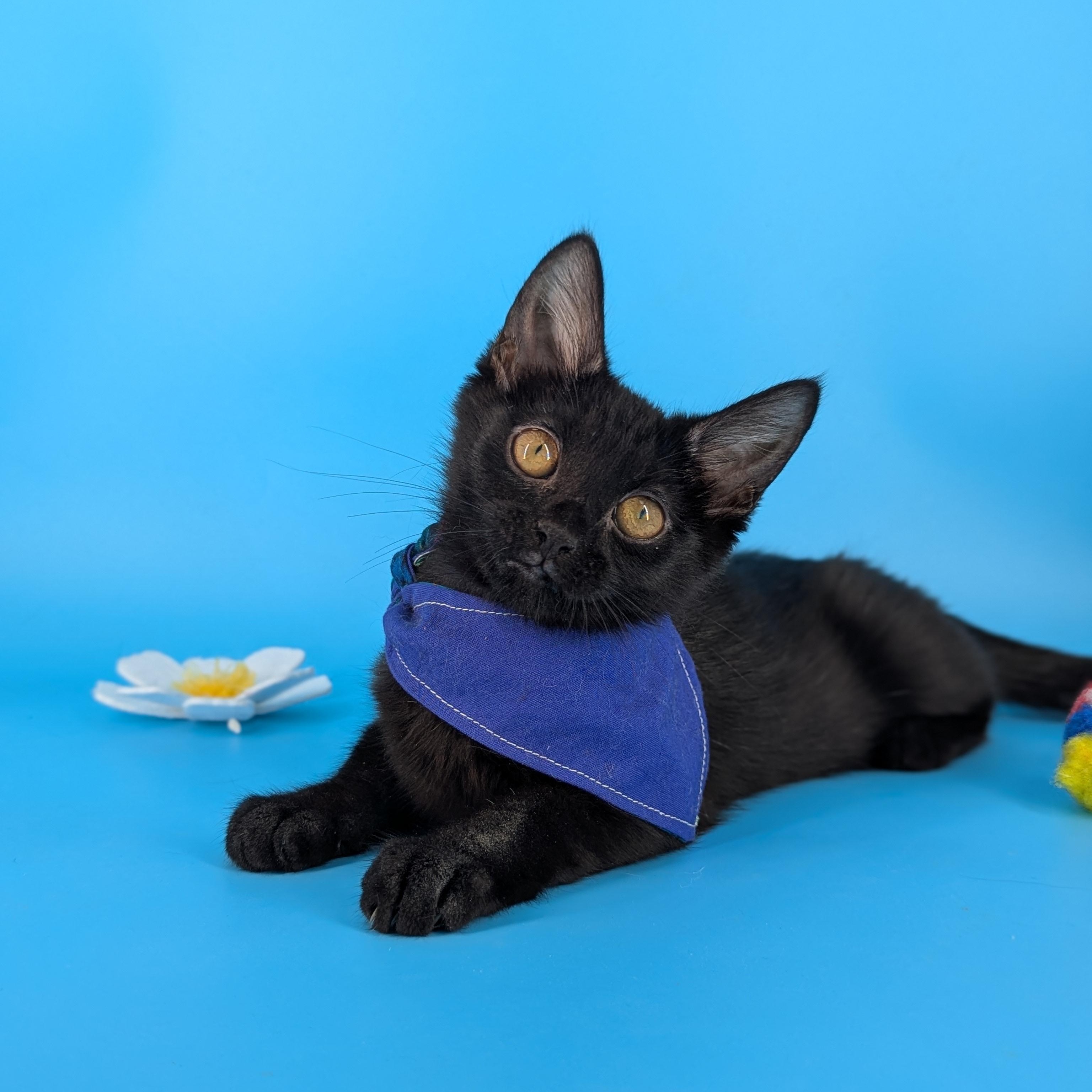 Enlarge Miya (the tiny philosophers), a Adoptable mixed breed in Atlanta, GA image 1/6