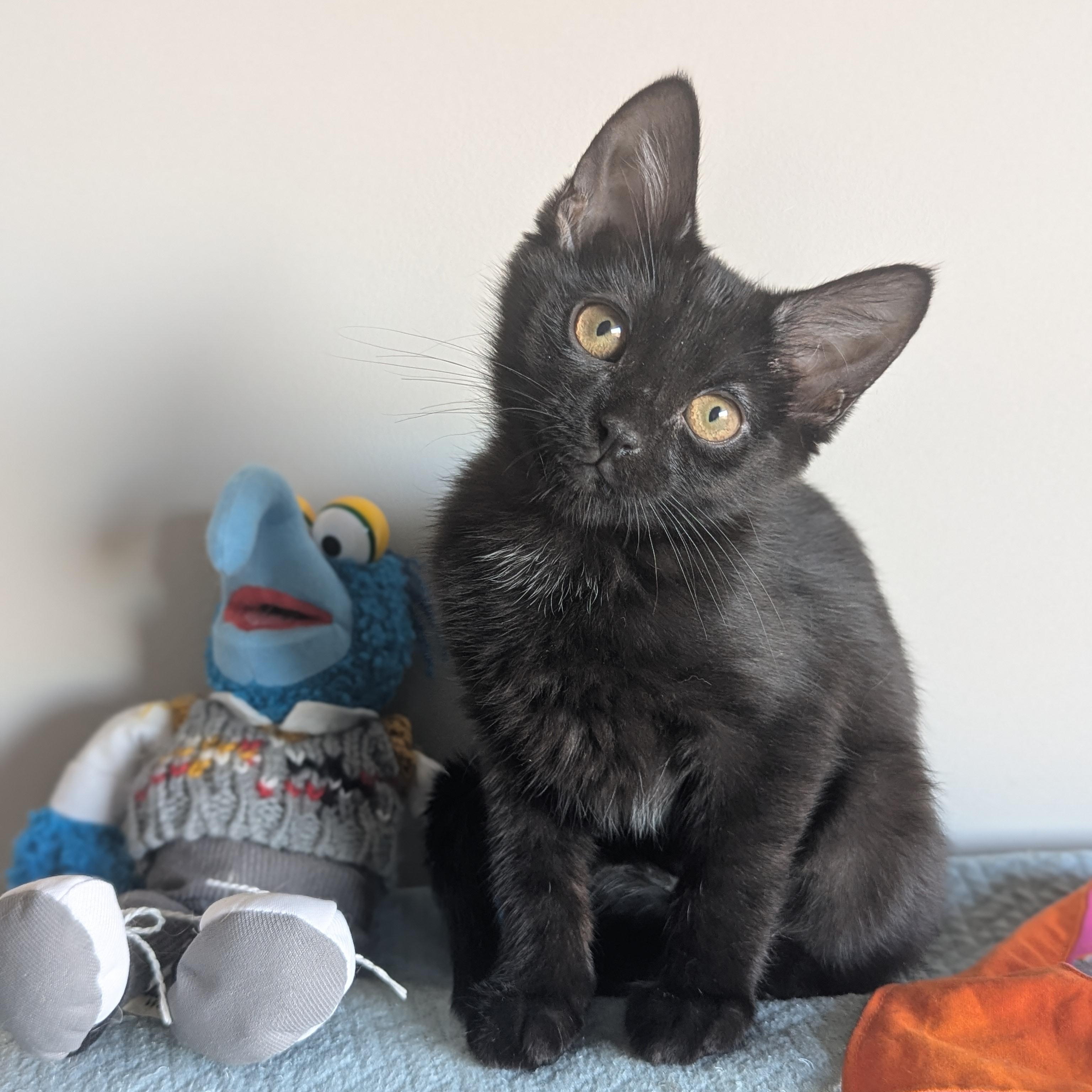 Enlarge Miya (the tiny philosophers), a Adoptable mixed breed in Atlanta, GA image 5/6