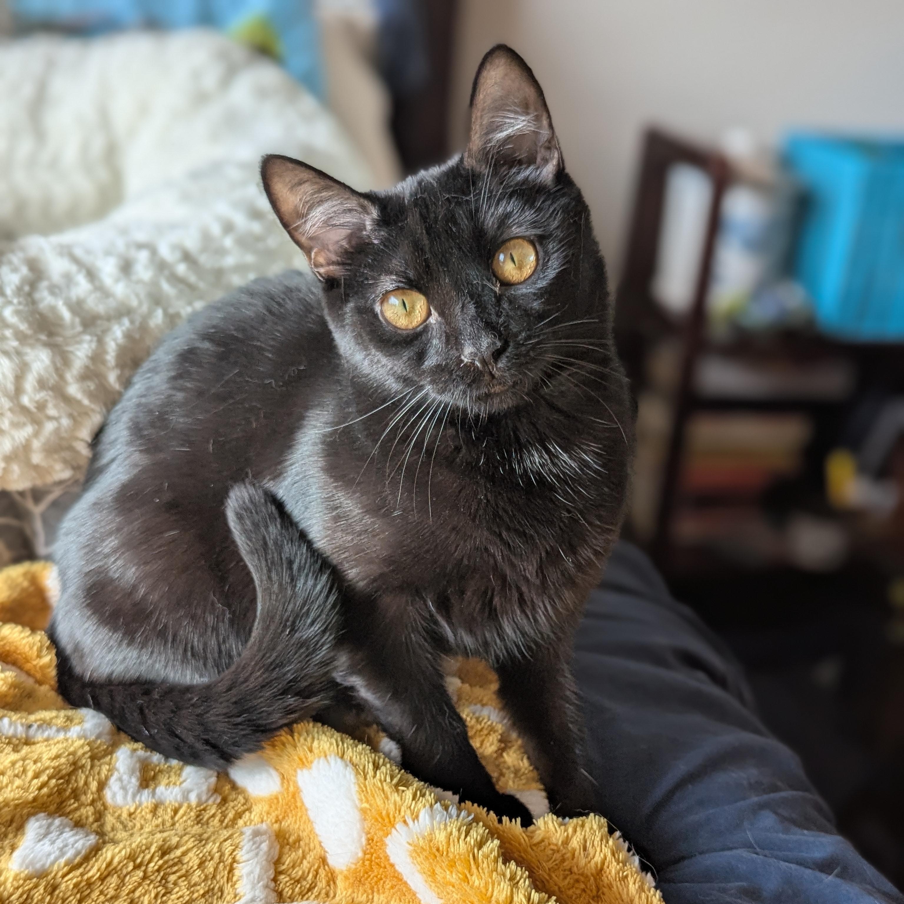 Miya (the tiny philosophers), a Adoptable mixed breed in Atlanta, GA image 1/6