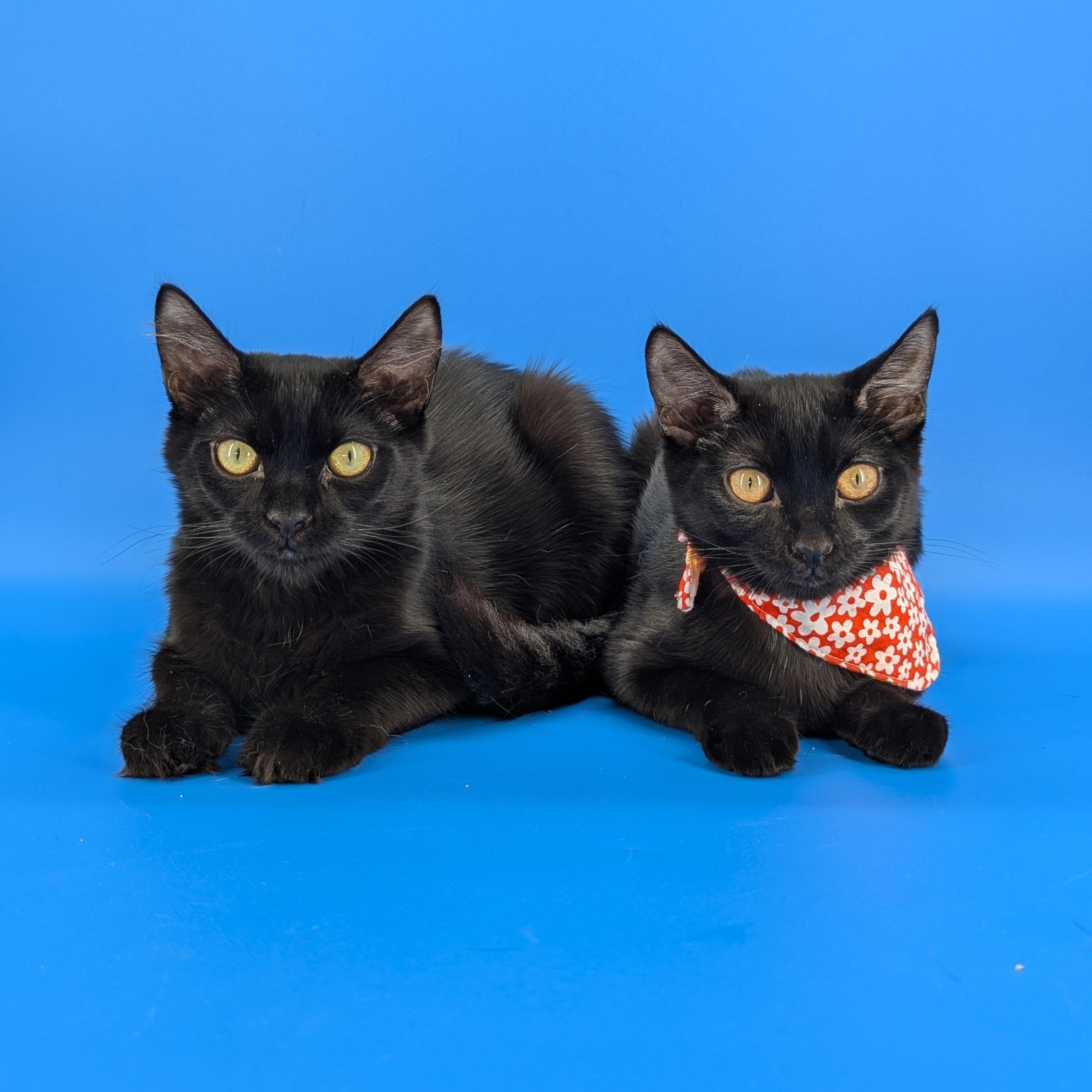 Enlarge Miya (the tiny philosophers), a Adoptable mixed breed in Atlanta, GA image 6/6