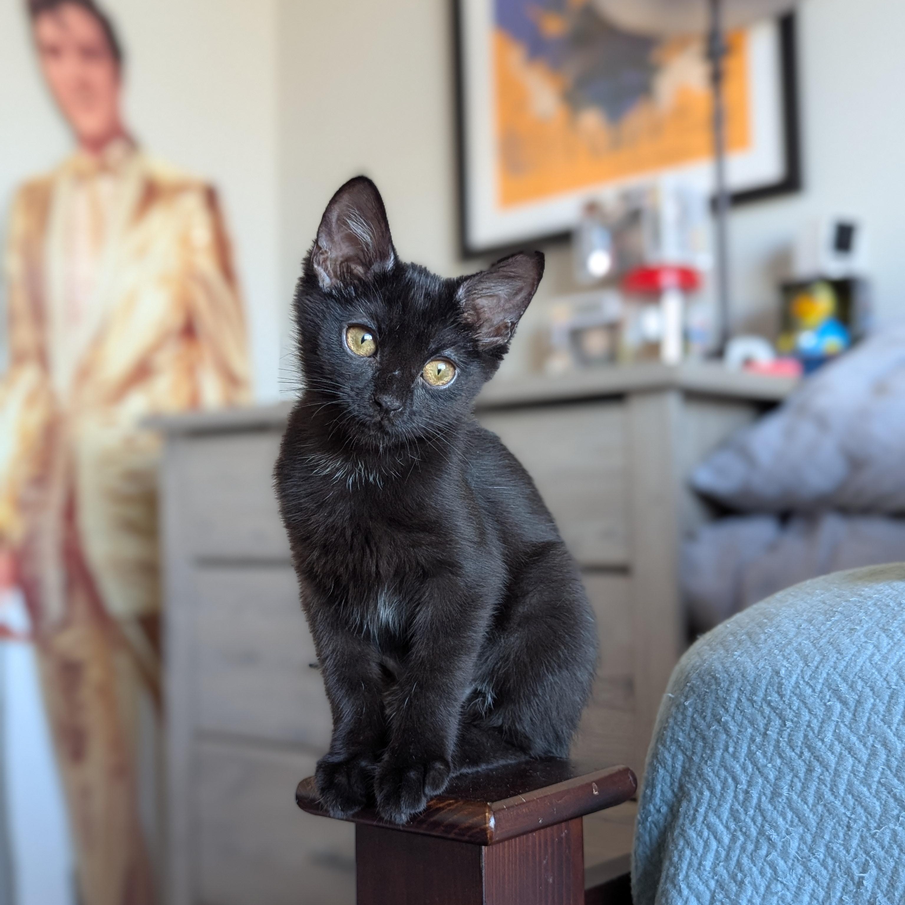 Enlarge Miya (the tiny philosophers), a Adoptable mixed breed in Atlanta, GA image 4/6