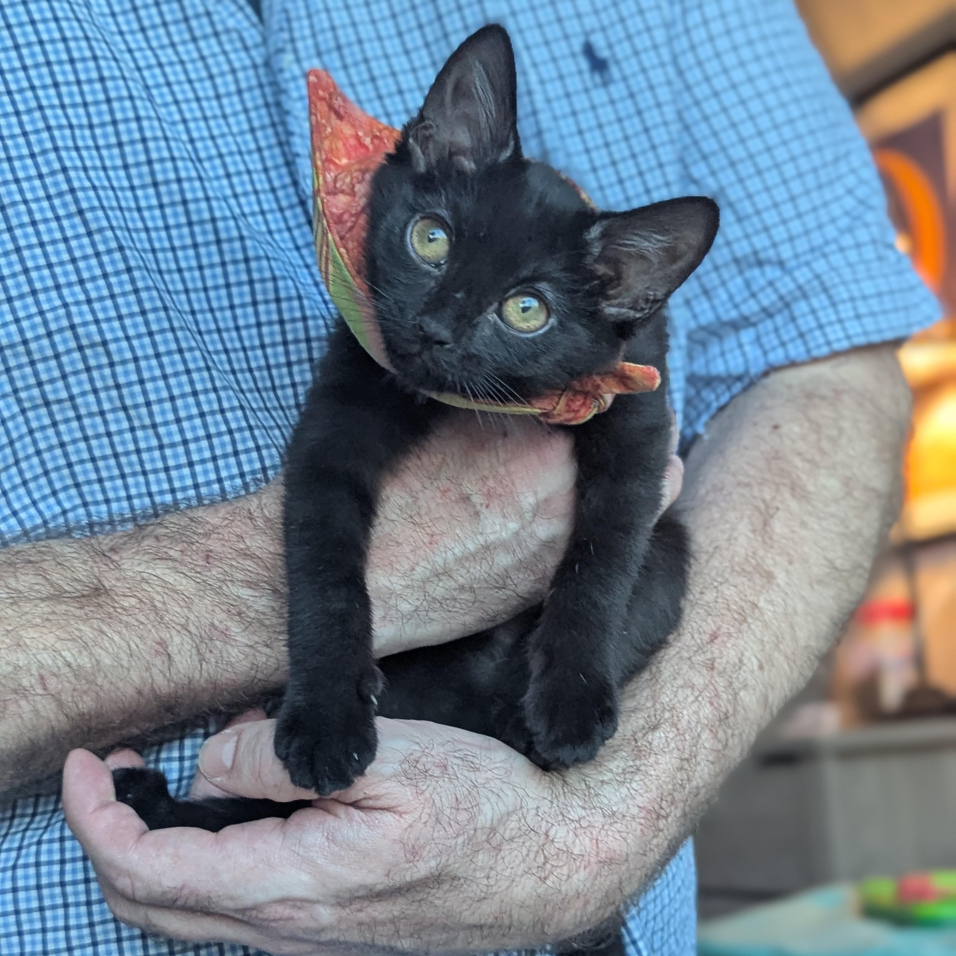 Enlarge Miya (the tiny philosophers), a Adoptable mixed breed in Atlanta, GA image 6/6