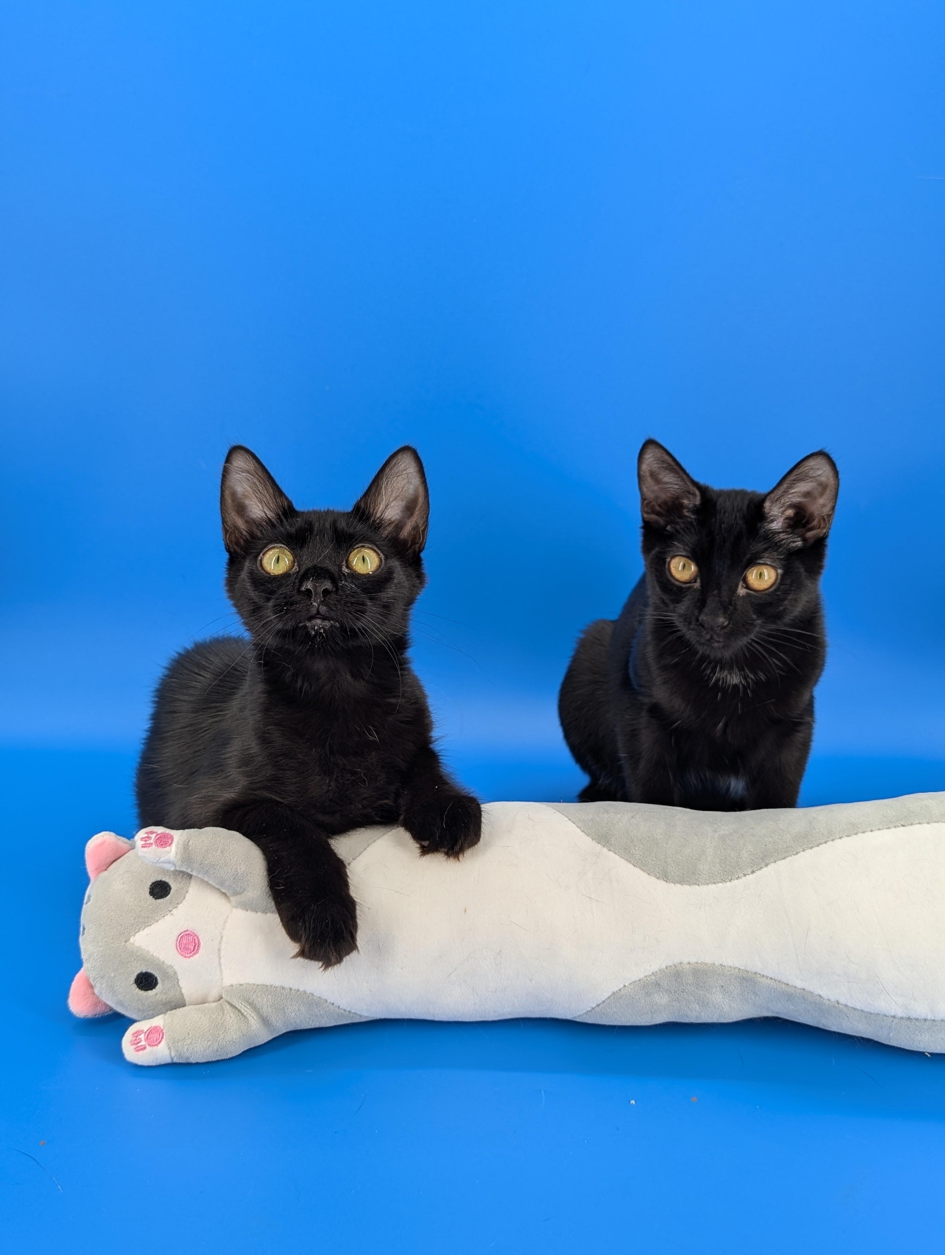 Miya (the tiny philosophers), a Adoptable mixed breed in Atlanta, GA image 3/5