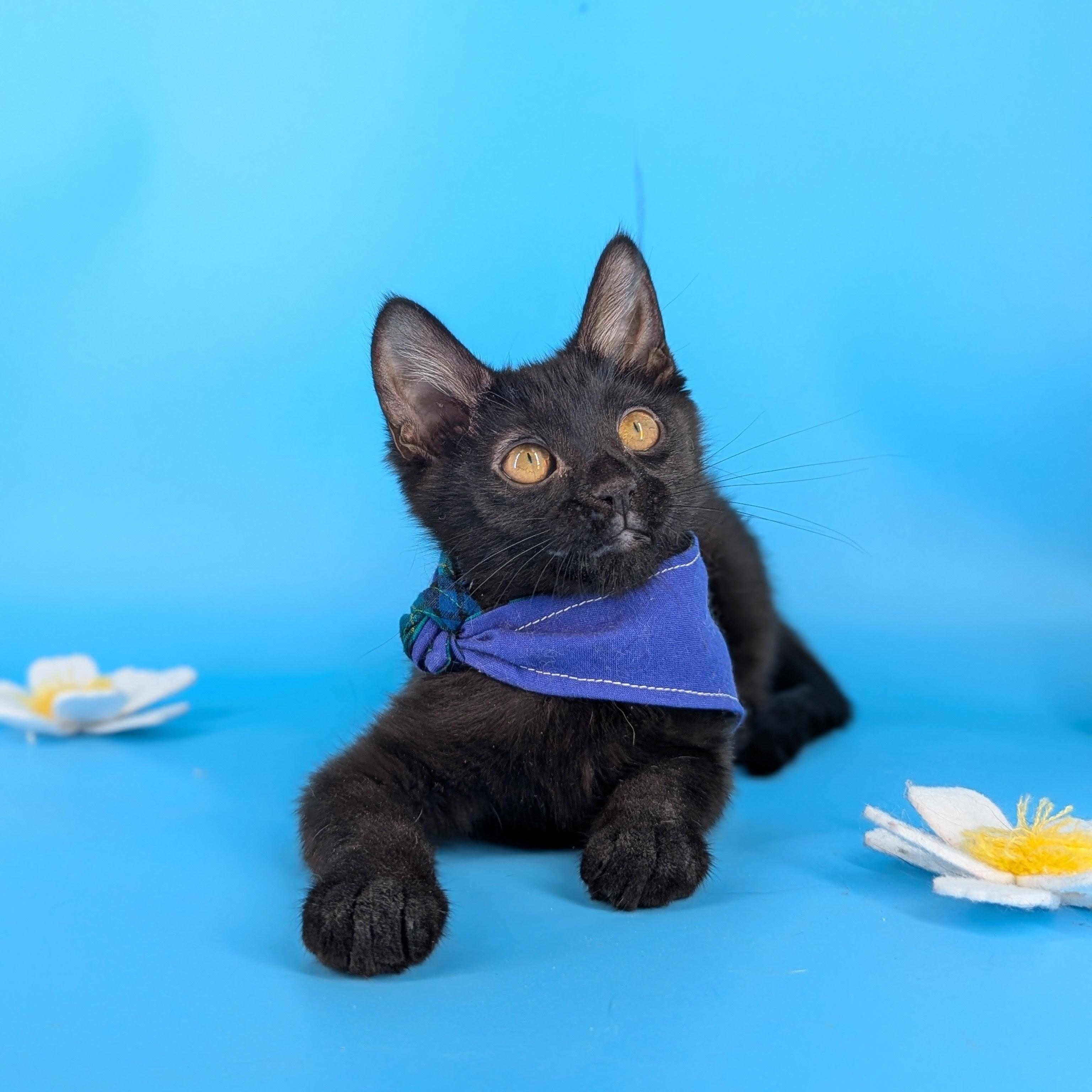 Enlarge Miya (the tiny philosophers), a Adoptable mixed breed in Atlanta, GA image 2/6