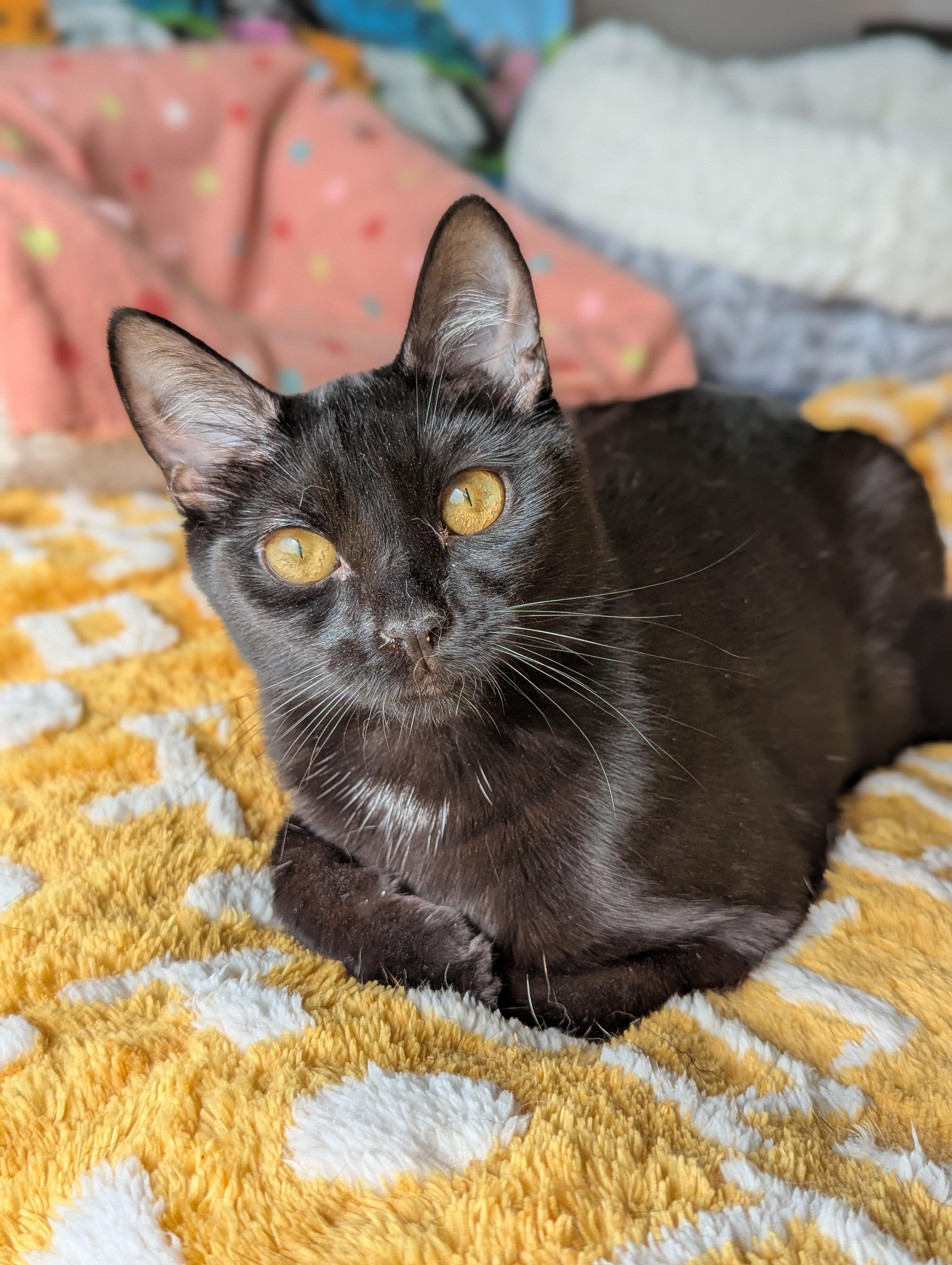 Miya (the tiny philosophers), a Adoptable mixed breed in Atlanta, GA image 4/6