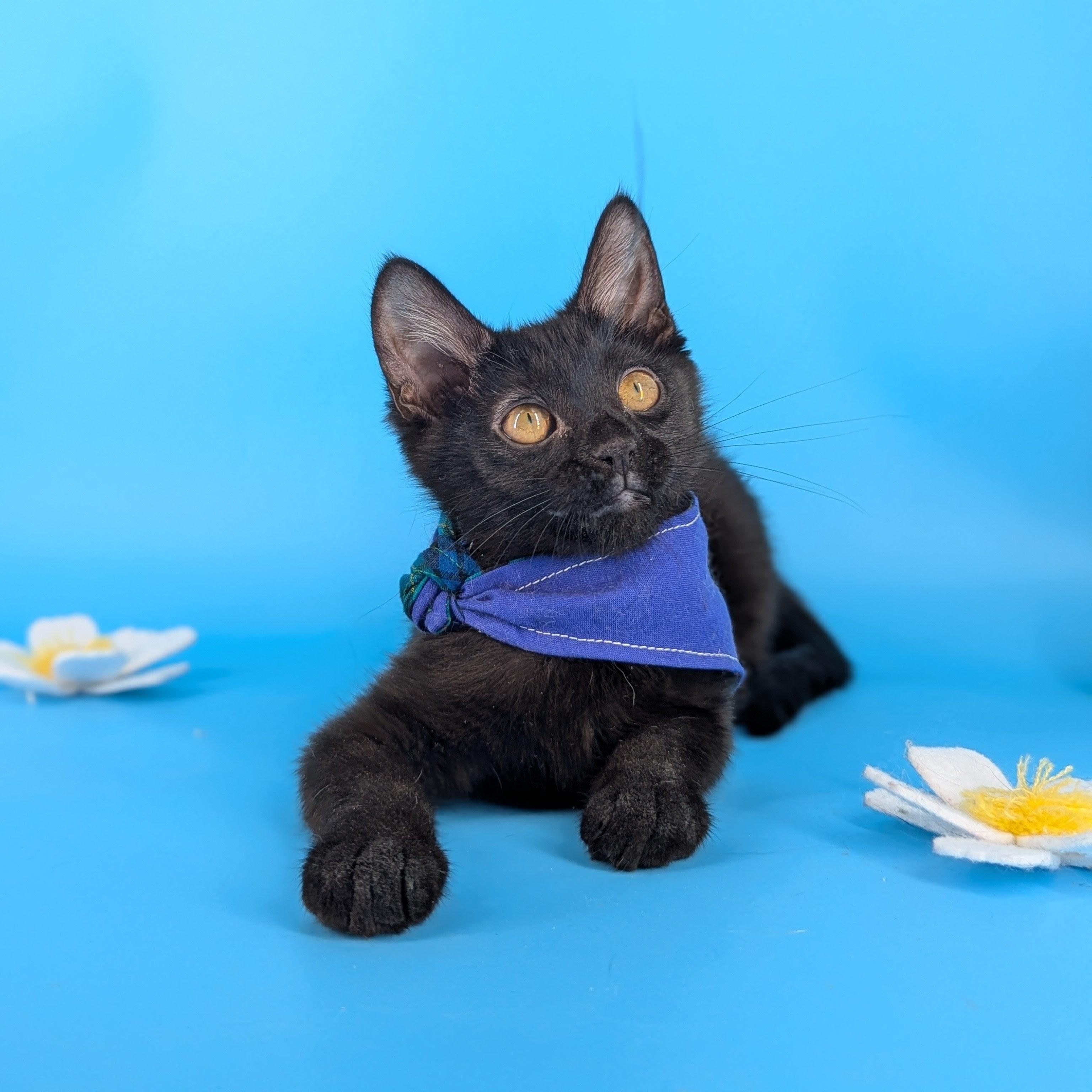 Enlarge Miya (the tiny philosophers), a Adoptable mixed breed in Atlanta, GA image 1/6