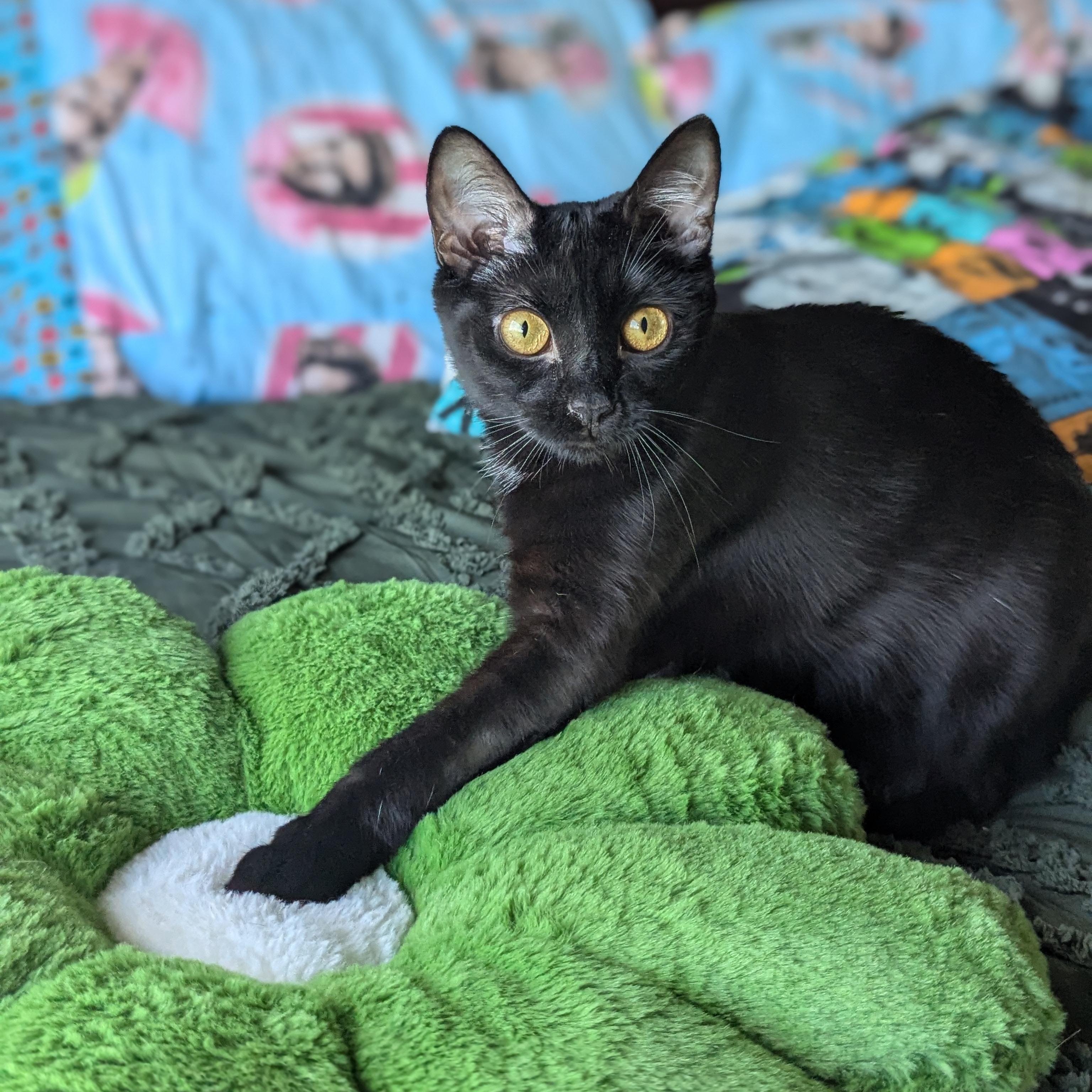 Enlarge Miya (the tiny philosophers), a Adoptable mixed breed in Atlanta, GA image 2/6