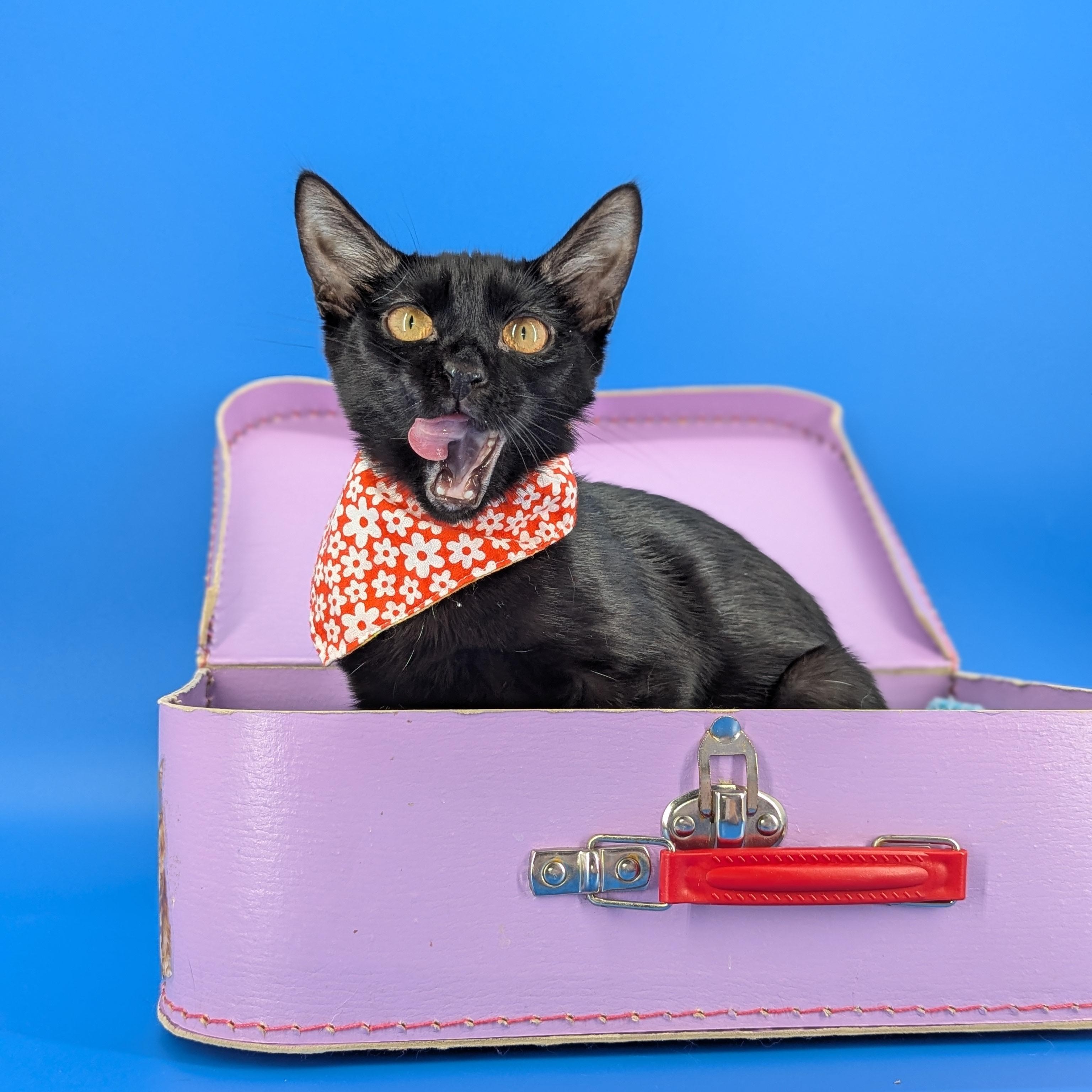 Miya (the tiny philosophers), Adoptable, Kitten Female Bombay & Domestic Short Hair.