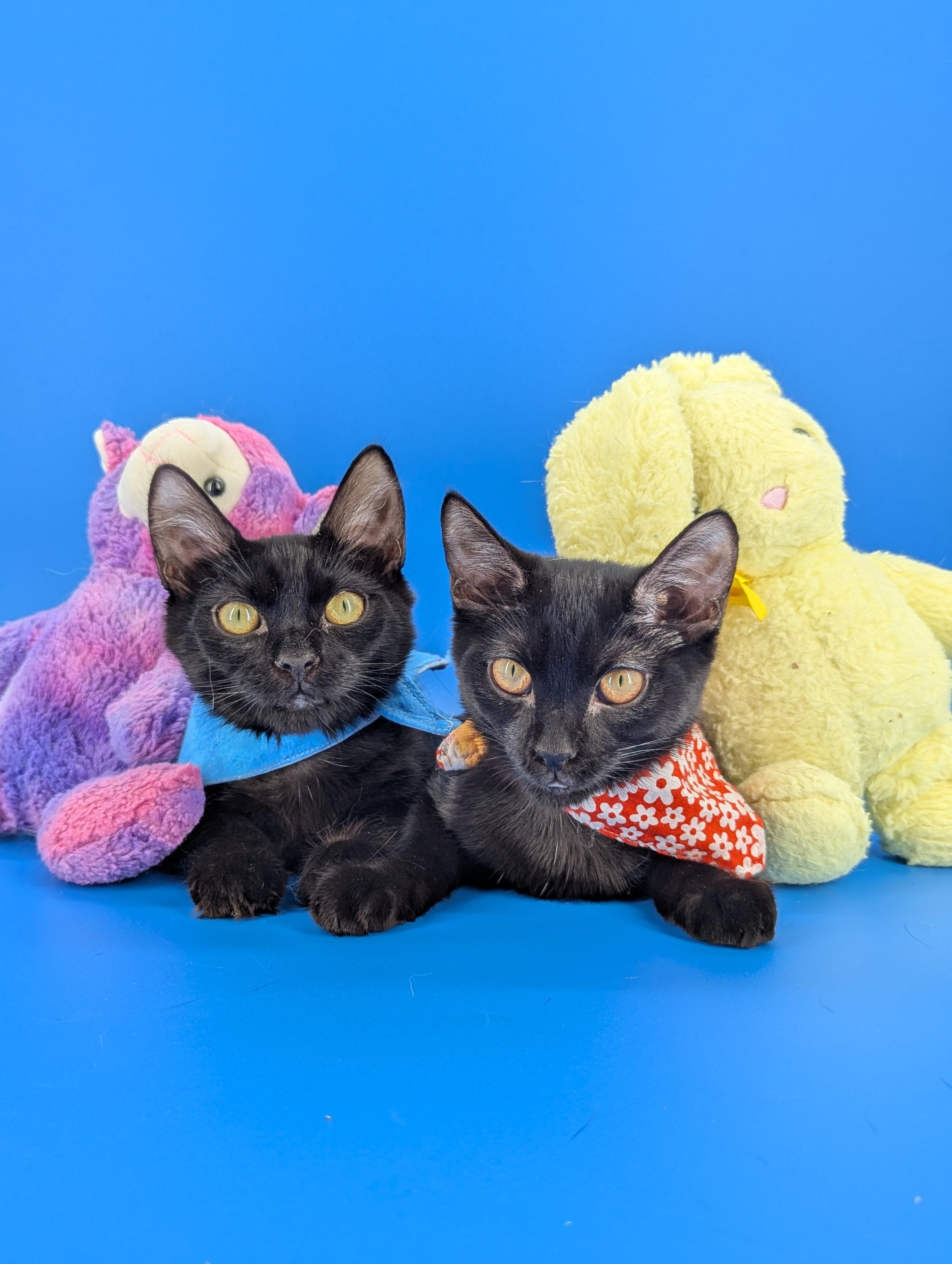 Miya (the tiny philosophers), a Adoptable mixed breed in Atlanta, GA image 5/5