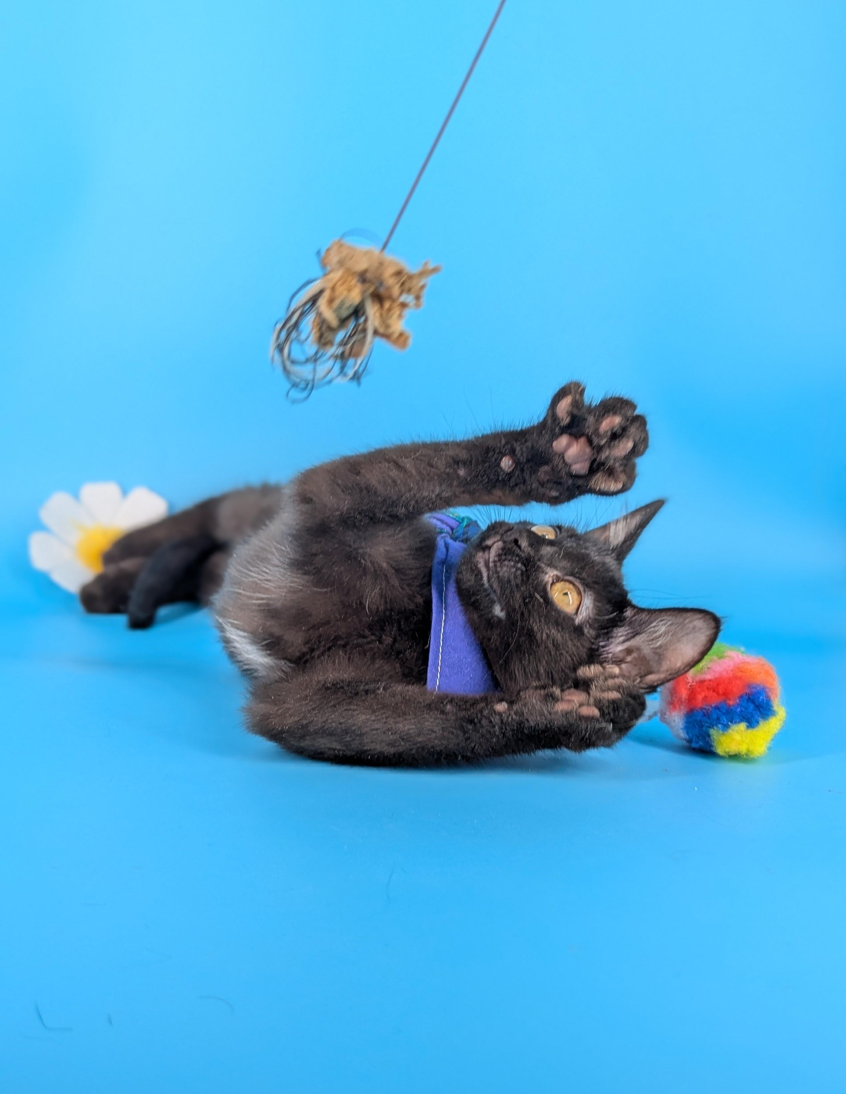 Enlarge Miya (the tiny philosophers), a Adoptable mixed breed in Atlanta, GA image 3/6