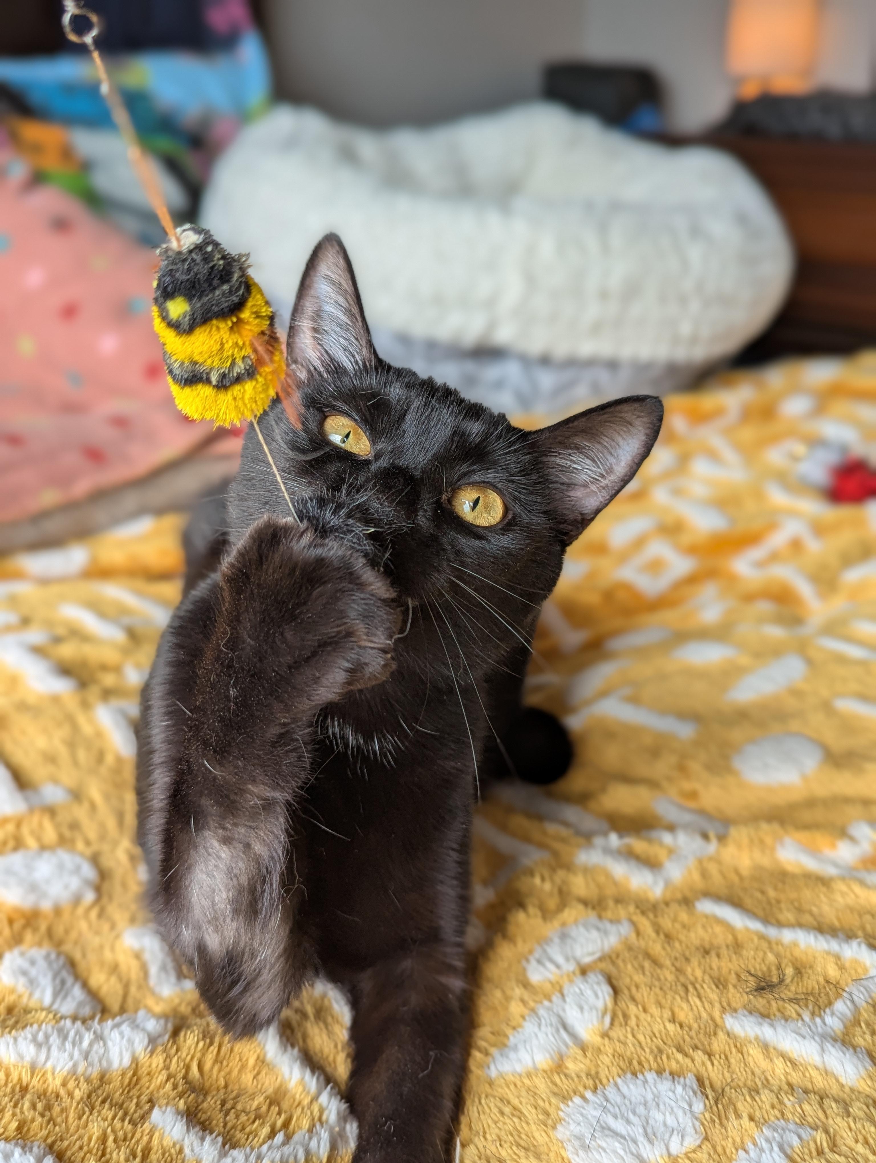 Miya (the tiny philosophers), a Adoptable mixed breed in Atlanta, GA image 5/6