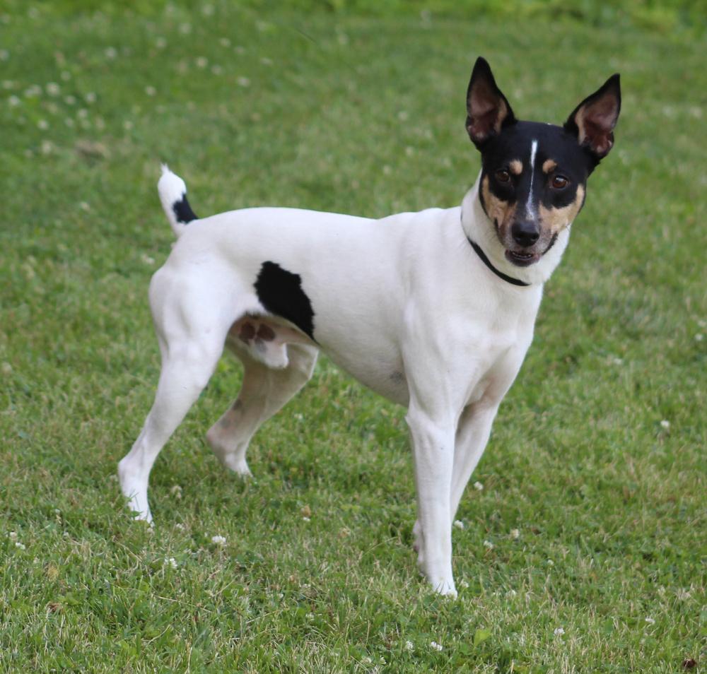 Chance, Adoptable, Adult Male Rat Terrier & Fox Terrier.