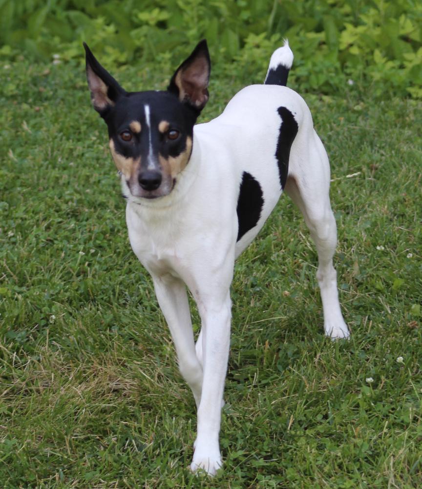 Chance, a Adoptable mixed breed in Lafayette, IN image 2/4