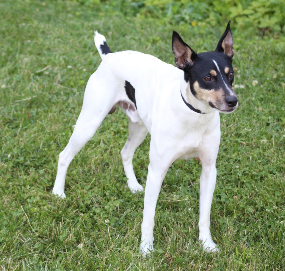 Chance, a Adoptable mixed breed in Lafayette, IN image 3/4