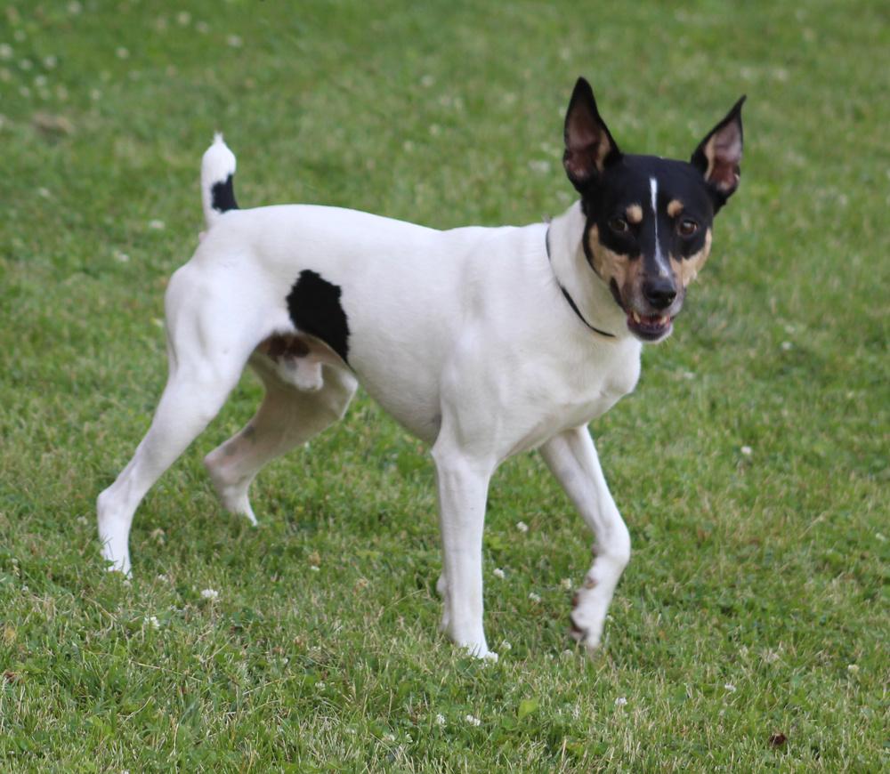 Chance, a Adoptable mixed breed in Lafayette, IN image 4/4