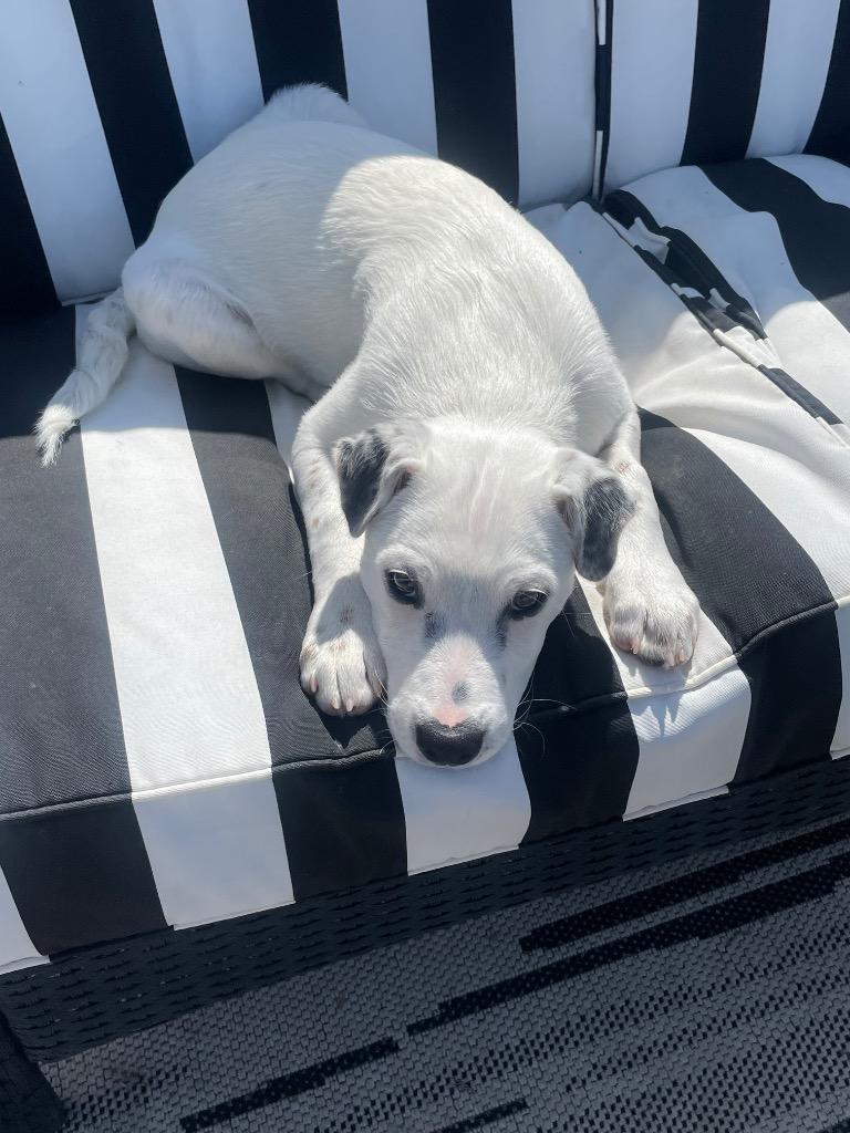Mindo, a Adoptable mixed breed in Fort Lupton, CO image 2/5