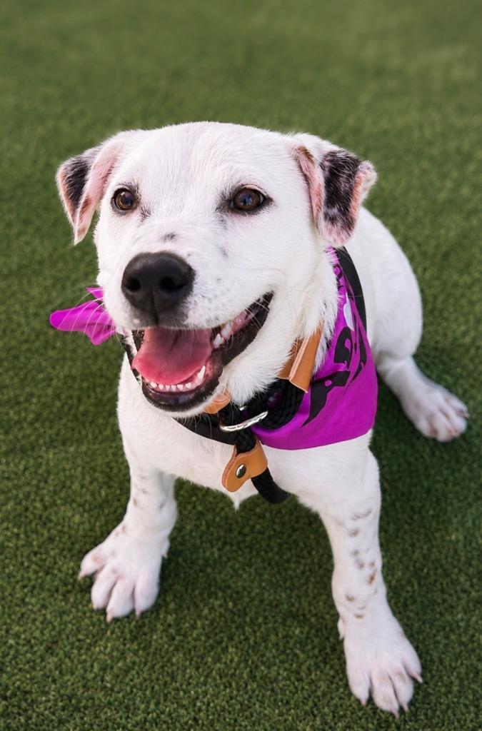 Mindo, a Adoptable mixed breed in Fort Lupton, CO image 3/5
