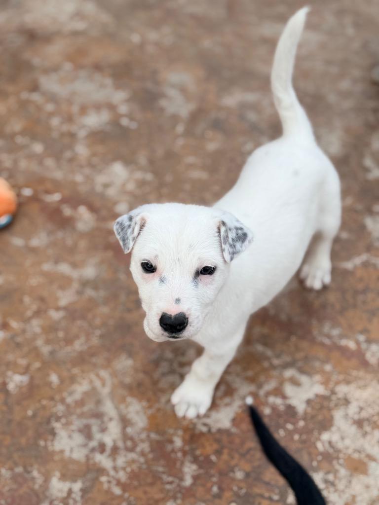 Mindo, a Adoptable mixed breed in Fort Lupton, CO image 4/5