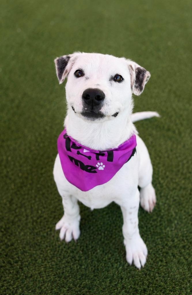 Mindo, a Adoptable mixed breed in Fort Lupton, CO image 5/5