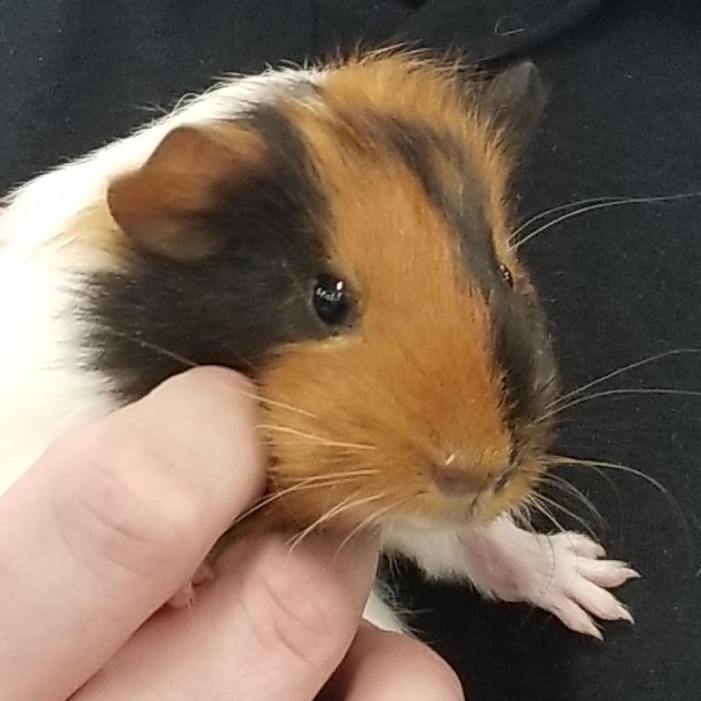 Gus Gus, Adoptable, Adult Male Guinea Pig & Guinea Pig.