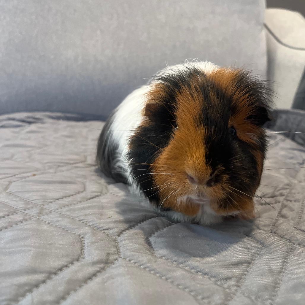 Gus Gus, Adoptable, Adult Male Guinea Pig & Guinea Pig.