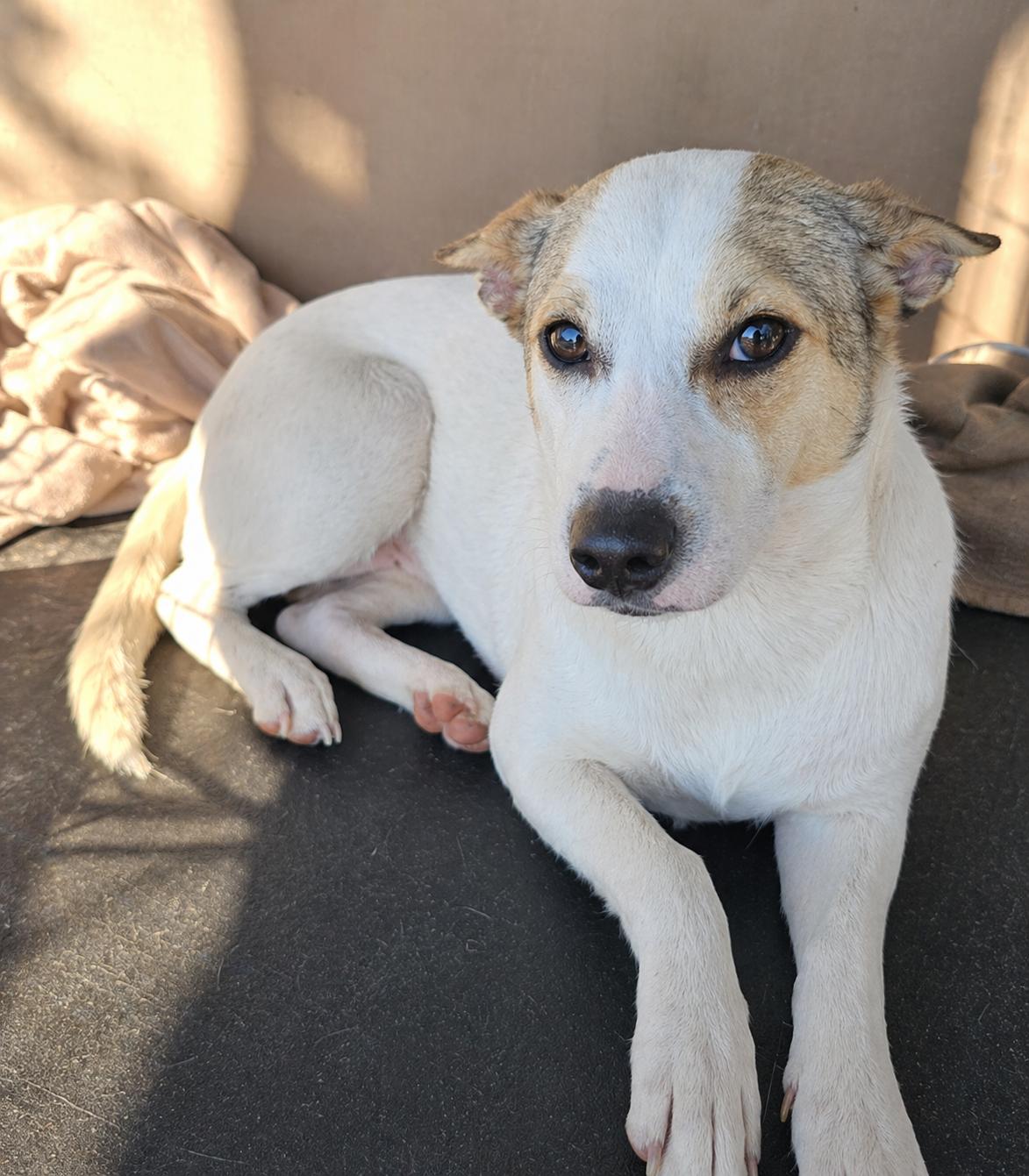 Tosha in LA, Adoptable, Young Female Mixed Breed.
