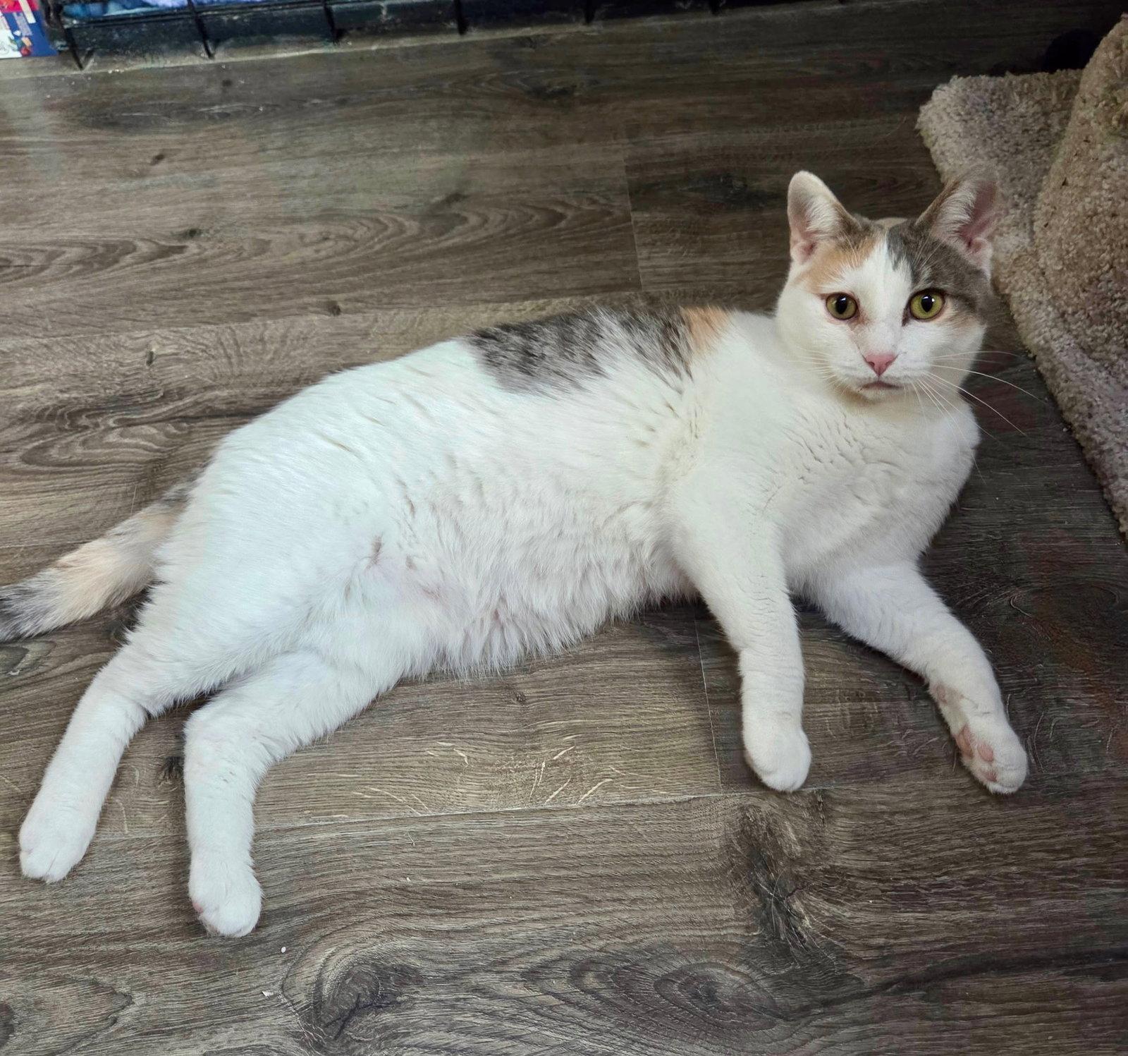 Enlarge Galadriel, a Adoptable mixed breed in Forest Lake, MN image 1/3