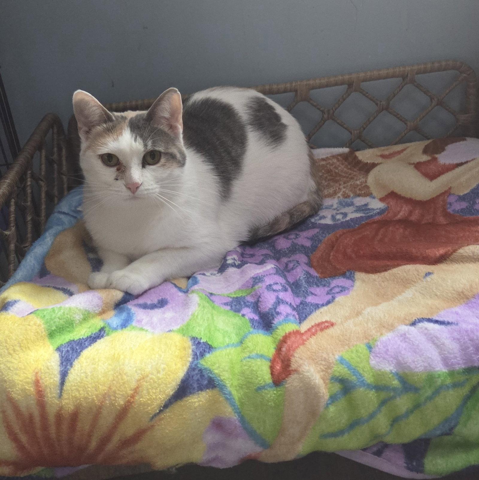 Enlarge Galadriel, a Adoptable mixed breed in Forest Lake, MN image 2/3