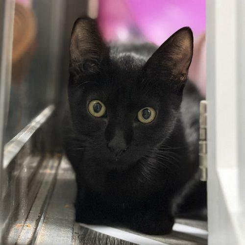 William, Adoptable, Kitten Male Domestic Short Hair.