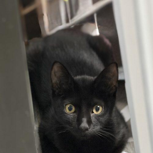 Enlarge William, a Adoptable Domestic Short Hair in Edmond, OK image 2/6