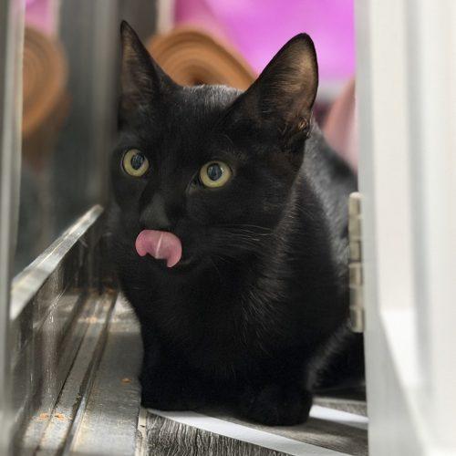 Enlarge William, a Adoptable Domestic Short Hair in Edmond, OK image 3/6