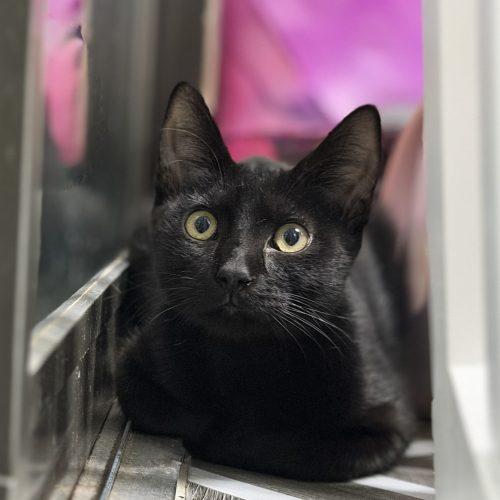 Enlarge William, a Adoptable Domestic Short Hair in Edmond, OK image 4/6